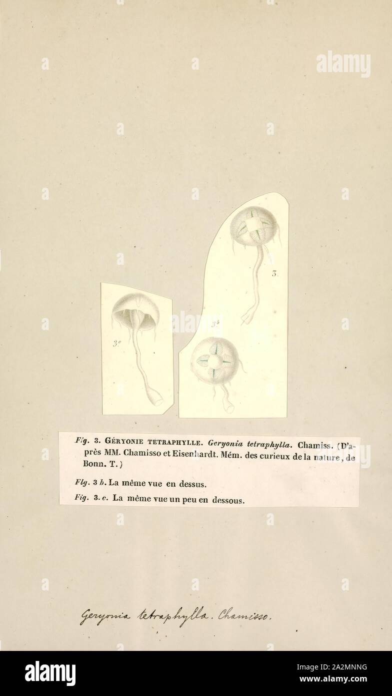 Geryonia tetraphylla, Drucken, Liriope ist eine Gattung in der Familie der hydrozoan Geryoniidae. Es enthält nur eine Art, Liriope tetraphylla Stockfoto