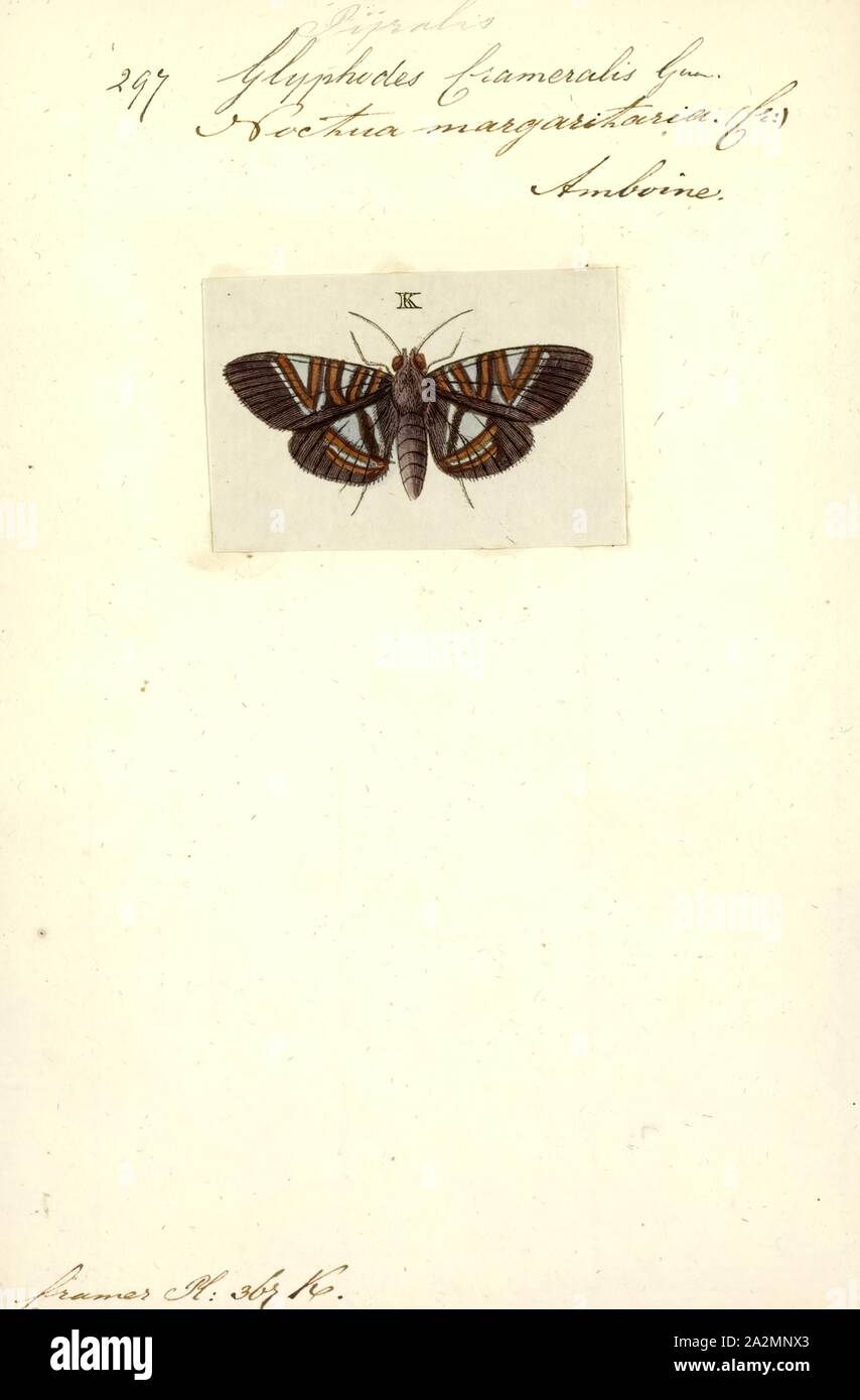 Glyphodes, Drucken, Glyphodes ist eine Gattung der Familie der Crambidae von Achille Guenée im Jahre 1854 beschrieben. Stockfoto