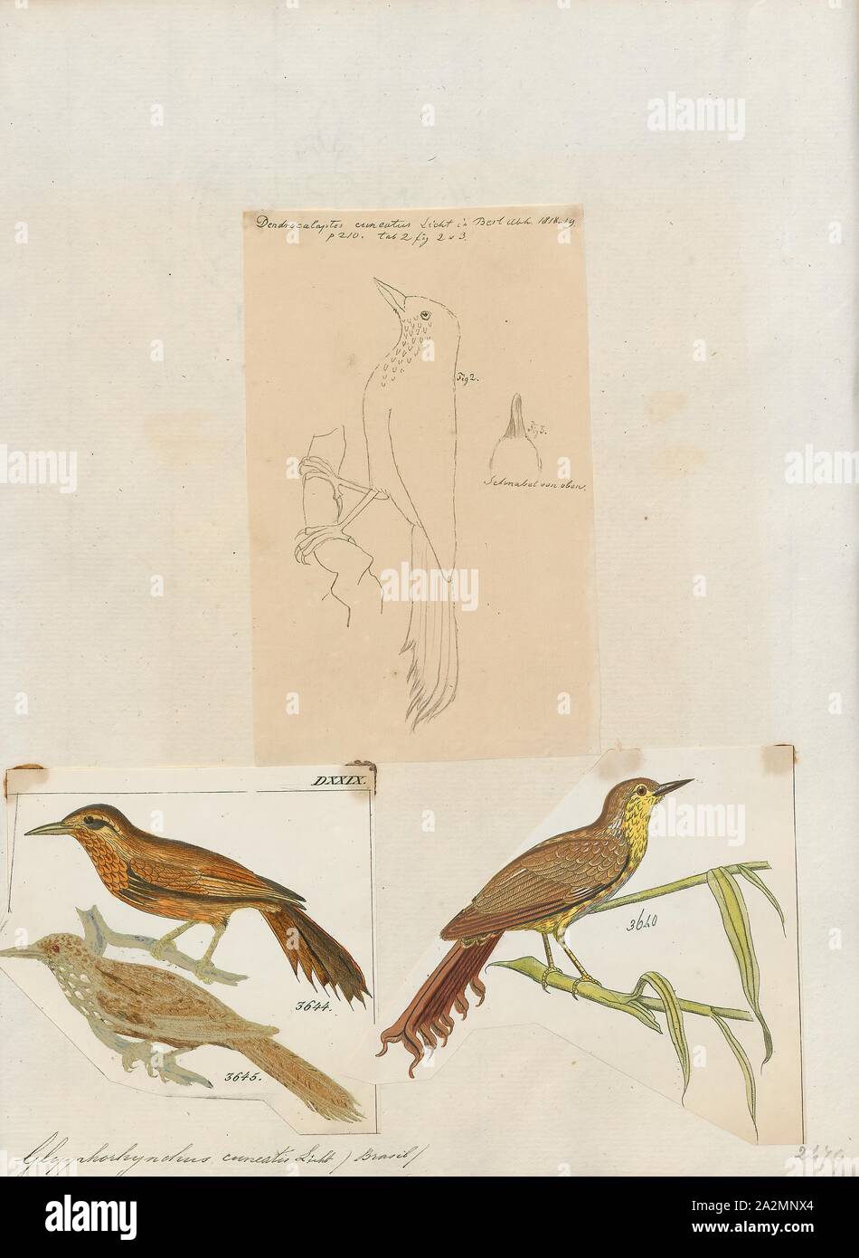 Glyphorhynchus cuneatus, Drucken, Keil-billed woodcreeper, der Keil-billed woodcreeper (Glyphorynchus spirurus), ist eine Säugetierart, die Rassen in den tropischen Neue Welt vom südlichen Mexiko Bolivien, Brasilien und der Guianas; es fehlt die Pazifischen Küstengebiete, außer zwischen Costa Rica und Ecuador. Es ist das einzige Mitglied der Gattung Glyphorynchus., 1700-1880 Stockfoto