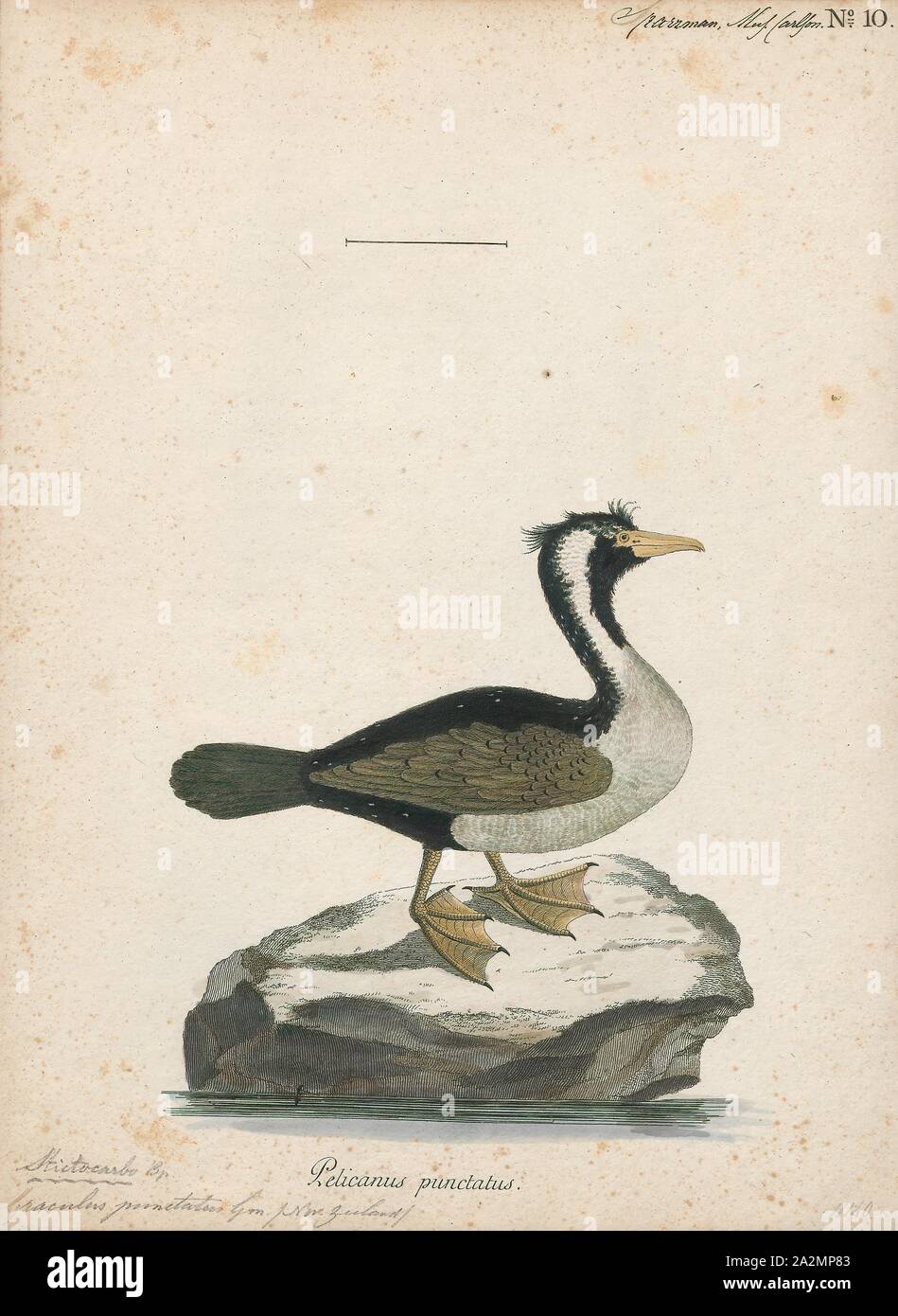 Ochotonidae punctatus, Drucken, 1786-1789 Stockfoto