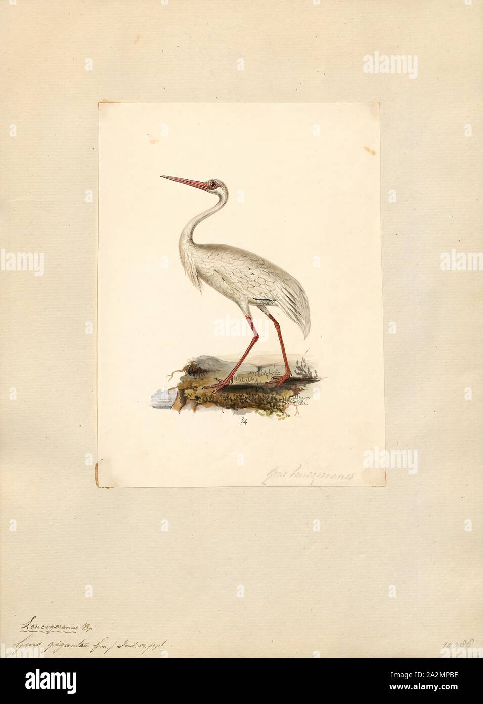 Grus leucogeranus, Ausdrucken, die Sibirischen Kranich (Leucogeranus leucogeranus), auch als die Sibirischen White Crane oder den Schnee Kran genannt, ist ein Vogel aus der Familie der Kraniche, die Kräne. Sie unverwechselbare Unter sind die Krane, Erwachsene sind fast alle Snowy White, die bis auf die schwarzen Handschwingen, im Flug sichtbar sind und mit zwei Zucht Populationen in der arktischen Tundra der westlichen und östlichen Russland. Die östlichen Populationen im Winter nach China zu migrieren, während die westliche Bevölkerung Winter in Iran und früher, in Indien und Nepal. Unter den Kränen, sie machen die längste Strecke Migrationen Stockfoto