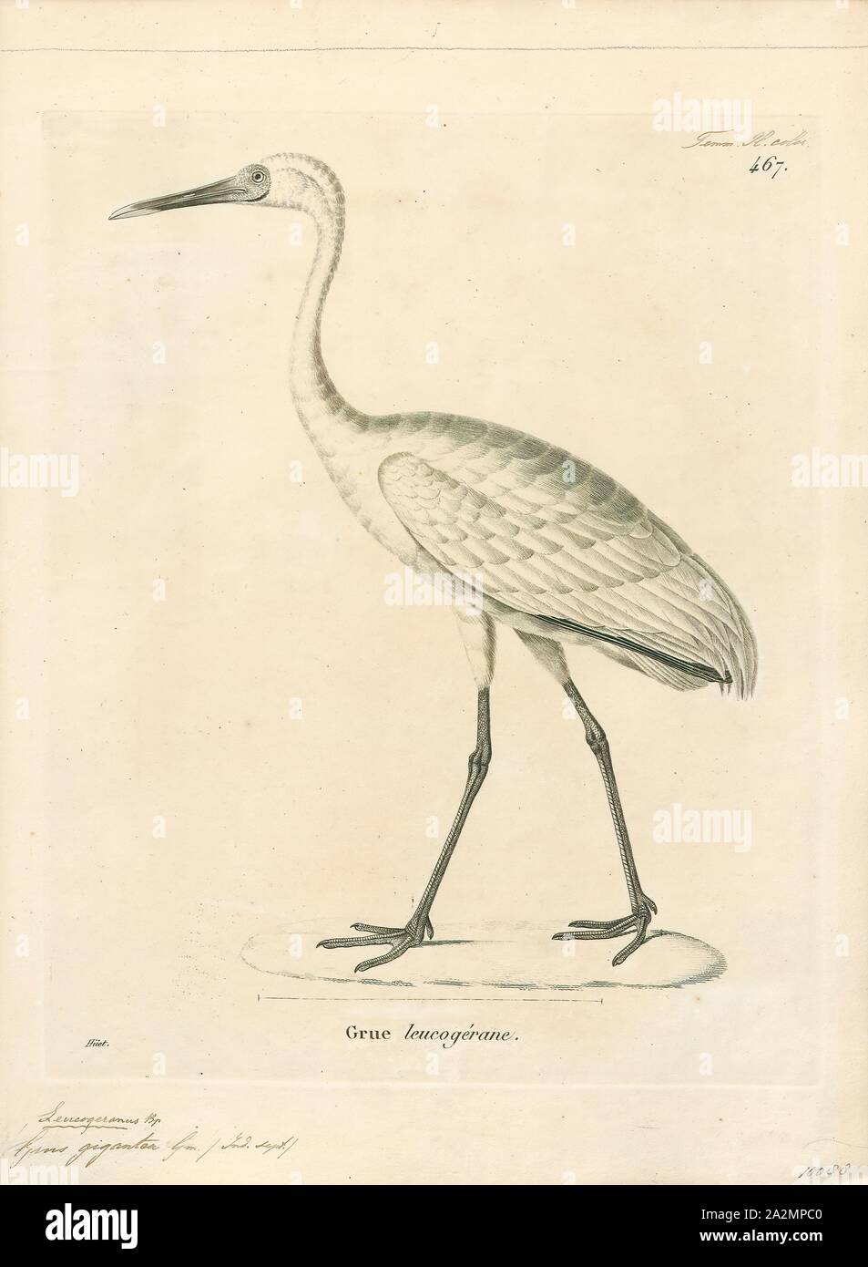 Grus leucogeranus, Ausdrucken, die Sibirischen Kranich (Leucogeranus leucogeranus), auch als die Sibirischen White Crane oder den Schnee Kran genannt, ist ein Vogel aus der Familie der Kraniche, die Kräne. Sie unverwechselbare Unter sind die Krane, Erwachsene sind fast alle Snowy White, die bis auf die schwarzen Handschwingen, im Flug sichtbar sind und mit zwei Zucht Populationen in der arktischen Tundra der westlichen und östlichen Russland. Die östlichen Populationen im Winter nach China zu migrieren, während die westliche Bevölkerung Winter in Iran und früher, in Indien und Nepal. Unter den Kränen, sie machen die längste Strecke Migrationen Stockfoto