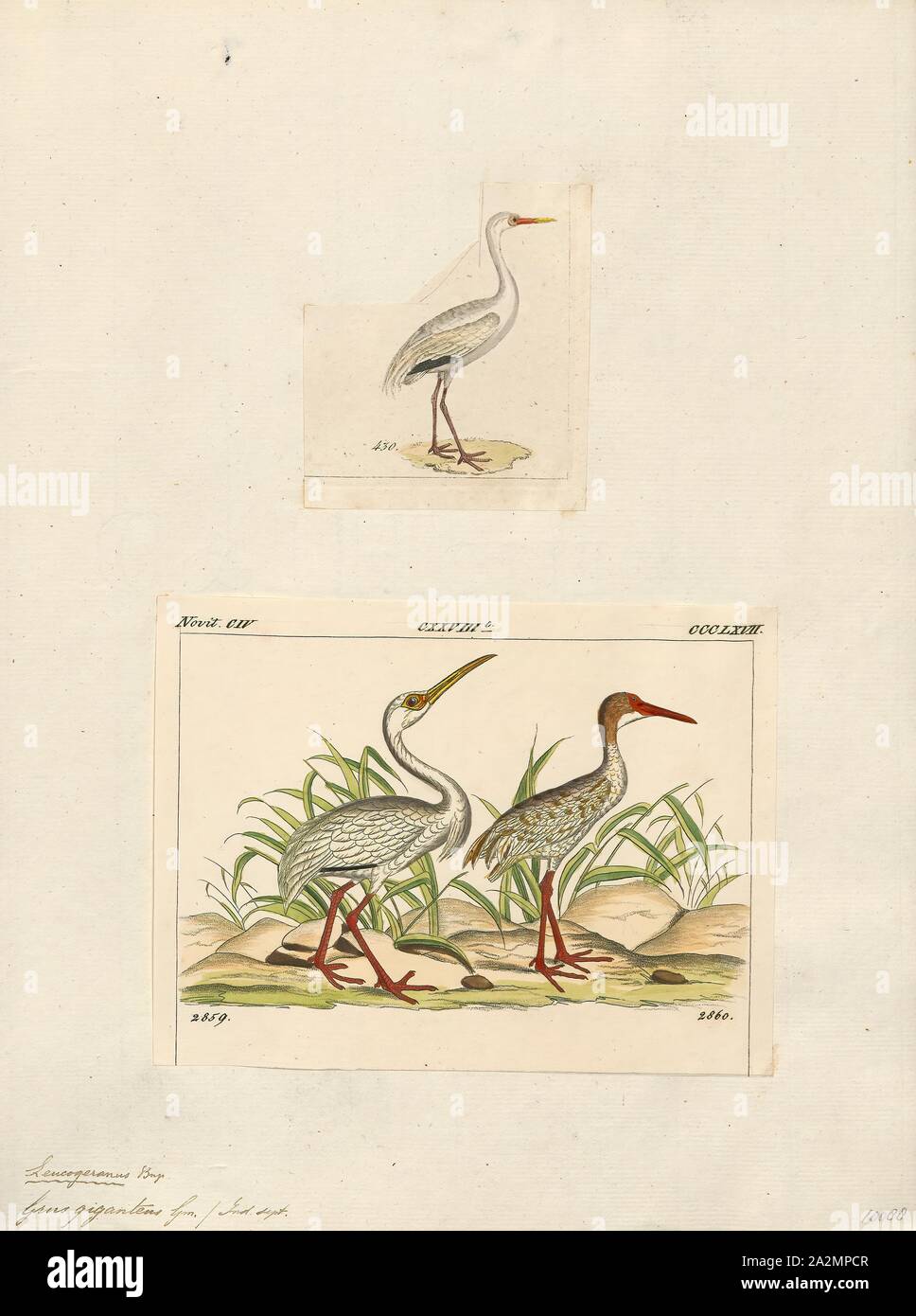 Grus leucogeranus, Ausdrucken, die Sibirischen Kranich (Leucogeranus leucogeranus), auch als die Sibirischen White Crane oder den Schnee Kran genannt, ist ein Vogel aus der Familie der Kraniche, die Kräne. Sie unverwechselbare Unter sind die Krane, Erwachsene sind fast alle Snowy White, die bis auf die schwarzen Handschwingen, im Flug sichtbar sind und mit zwei Zucht Populationen in der arktischen Tundra der westlichen und östlichen Russland. Die östlichen Populationen im Winter nach China zu migrieren, während die westliche Bevölkerung Winter in Iran und früher, in Indien und Nepal. Unter den Kränen, sie machen die längste Strecke Migrationen Stockfoto