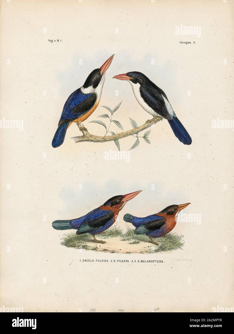 Halcyon pileata, Ausdrucken, die Black-capped Kingfisher (Halcyon Pileata) ist ein Baum Kingfisher der weit im tropischen Asien vertrieben aus Indien Osten nach China, Korea und Südostasien. Das Nördlichste der Halcyonidae ansässig ist über viel von seiner reichen, aber nördlichen Populationen sind Zugvögel und sie überwintern südlich von ihrer Reichweite nach Sri Lanka, Thailand, Borneo und Java. Es ist unverkennbar, dass eine Schwarze Kappe, die mit weißlicher Kehle Kontraste, violett blau Flügel und die Korallen rot Rechnung. Die Art ist vor allem in den Küsten- und mangrove Lebensräumen kann aber manchmal weit gefunden werden Stockfoto