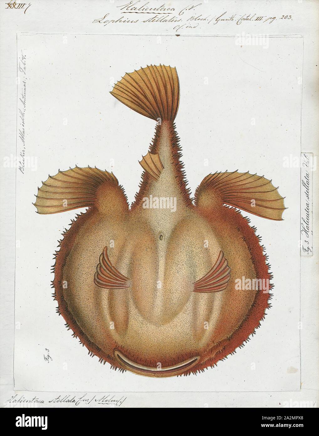 Halieutaea stellata, Drucken, den Sternenhimmel, handfish Halieutaea stellata, ist ein fledermausfische der Familie Ogcocephalidae auf dem Kontinentalsockel des Indopazifik Ozeane in Tiefen zwischen 50 und 400 m gefunden. Sie sind bis zu 30 cm langen, unterer Teil Stockfoto
