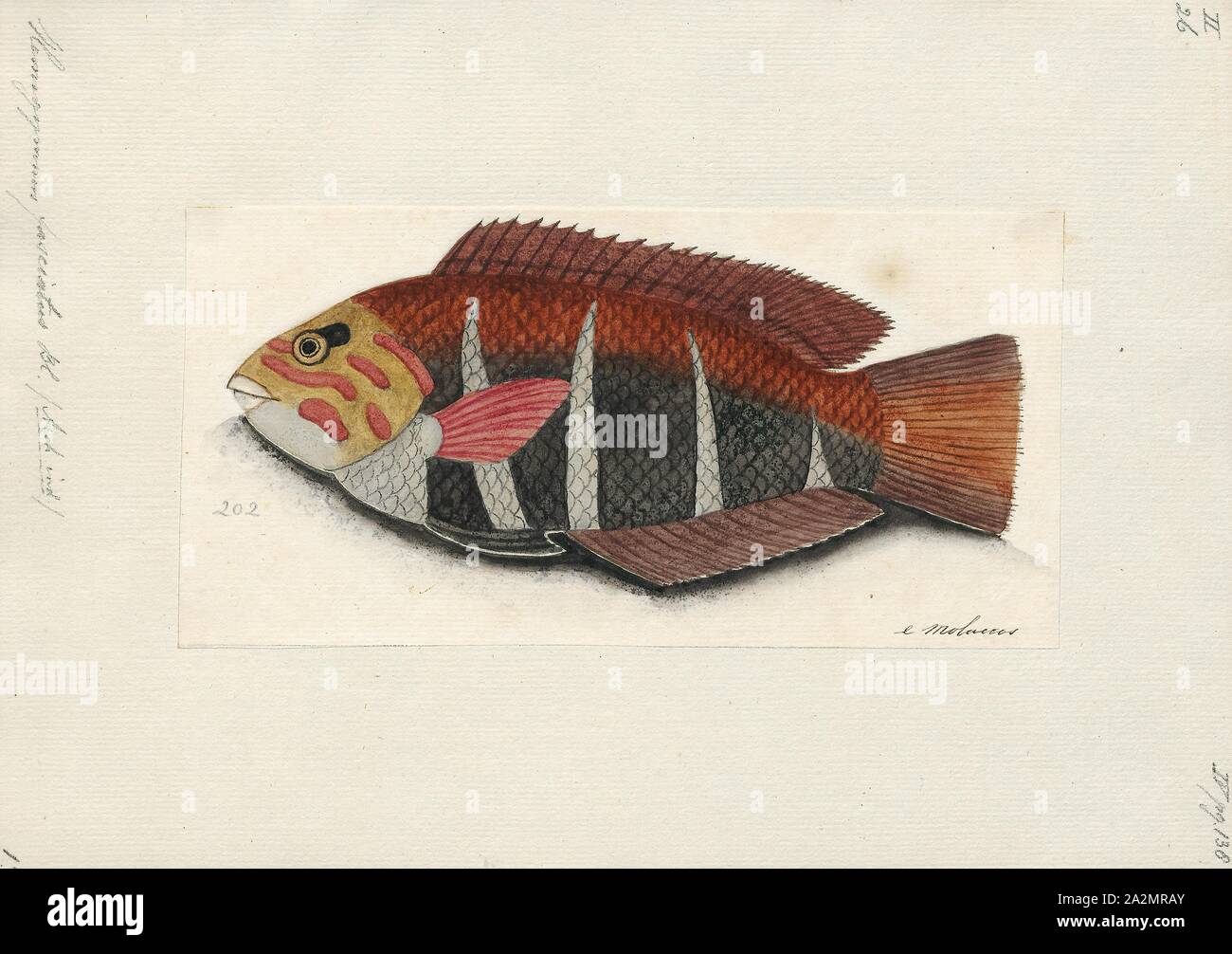 Hemigymnus fasciatus, Drucken, die gesperrte thicklip Lippfisch, Hemigymnus fasciatus, ist eine Art von Fischen Der lippfisch Familie, native aus dem Indopazifik., 1700-1880 Stockfoto