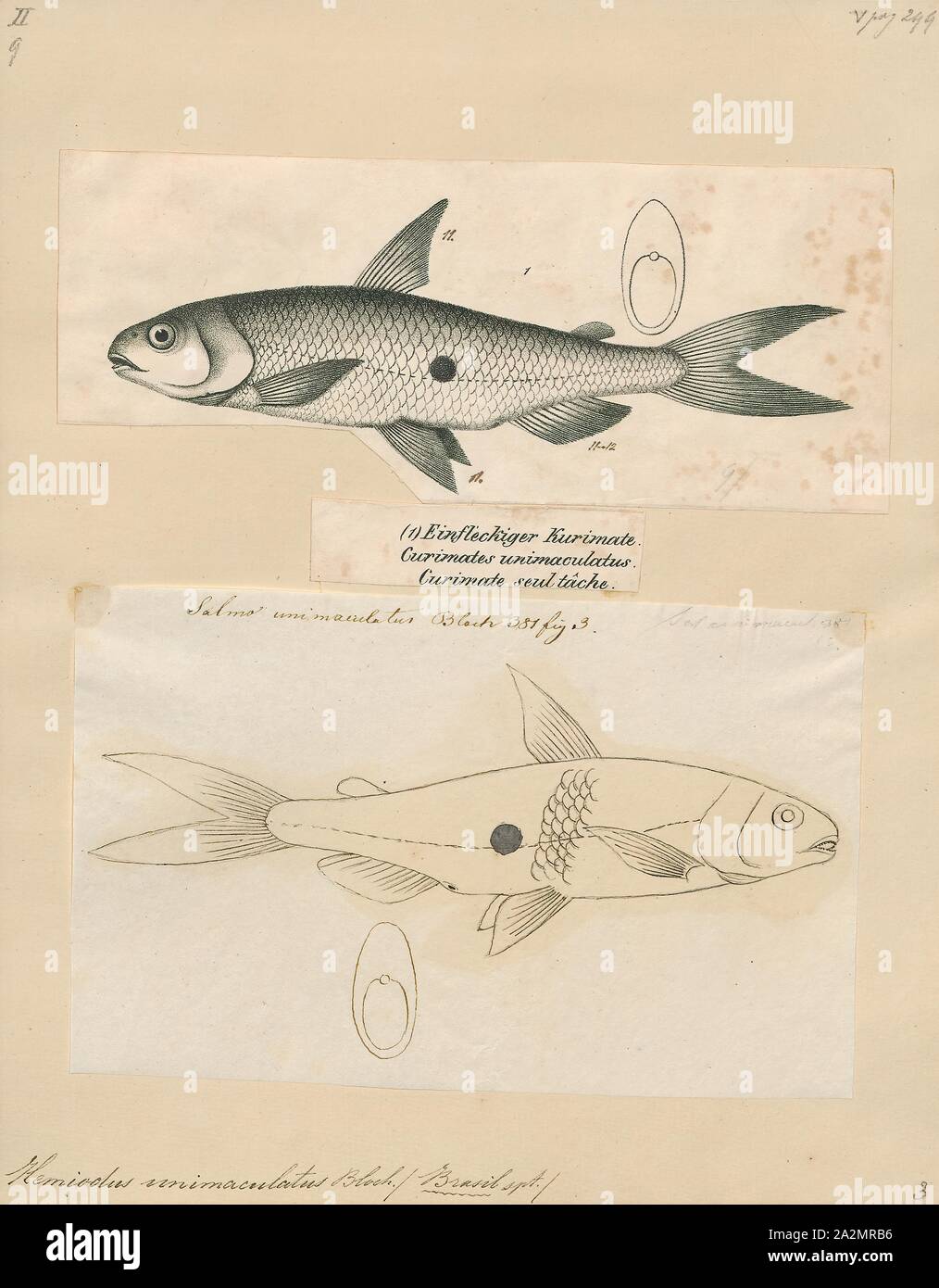 Hemiodus Hemiodus unimaculatus, Drucken, griech. Hemiodus ist eine Gattung der halftooths aus Südamerika mit der größten Artenvielfalt in Amazonien, sondern auch in den Orinoco, Essequibo, Paraná-Paraguay und Parnaíba Flusseinzugsgebiete gefunden. Je nach Art, diese länglichen Fische eine Länge von 7 - 30 cm (3-12)., 1700-1880 erreichen. Stockfoto