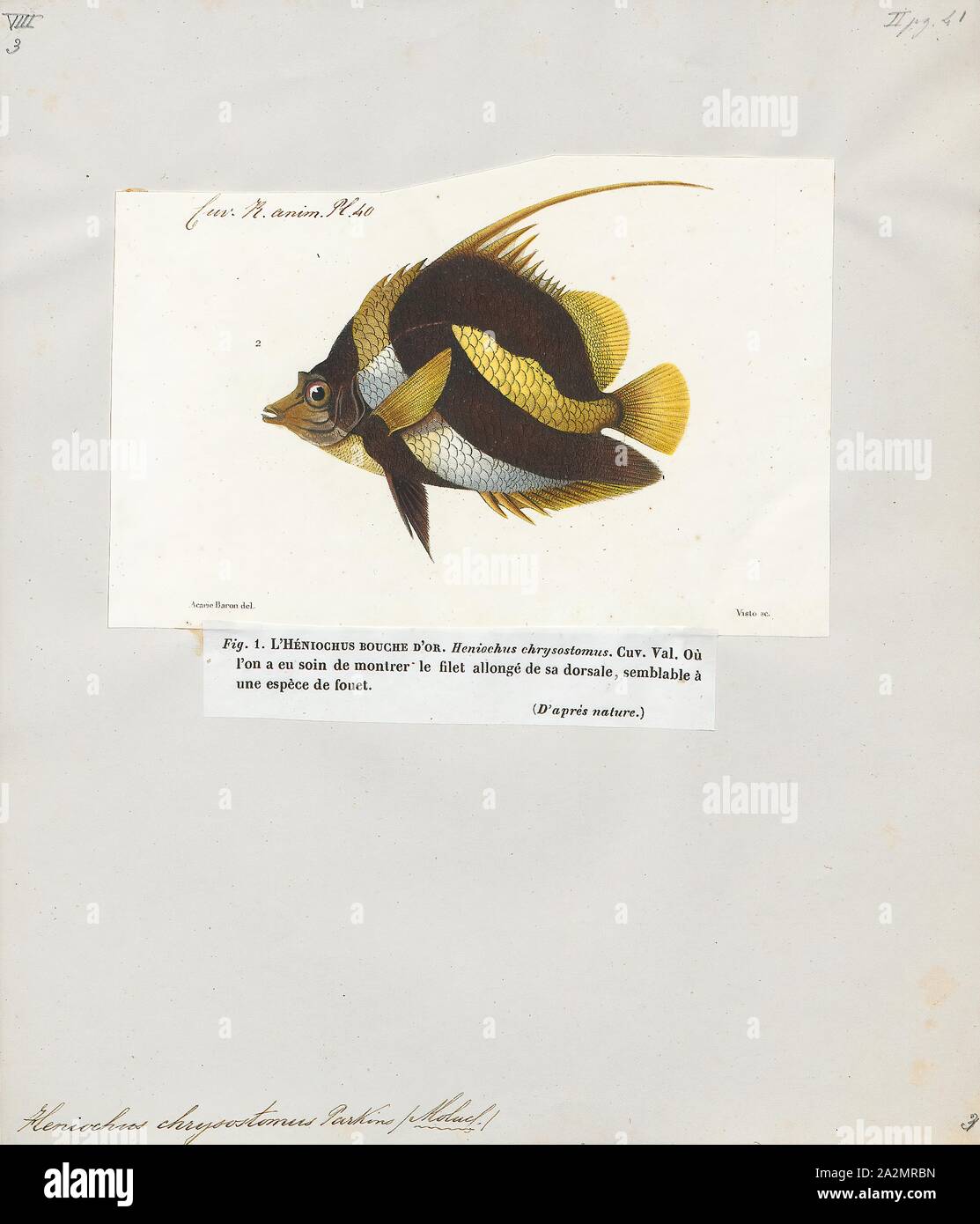 Heniochus chrysostoma, Drucken, Heniochus ist eine Gattung der falterfische im Indopazifik. Obwohl sehr ähnlich aussehen wie in der Maurischen Idol (zanclus Dais), die Mitglieder dieser Gattung nicht in enger Beziehung zu ihm sind., 1700-1880 Stockfoto