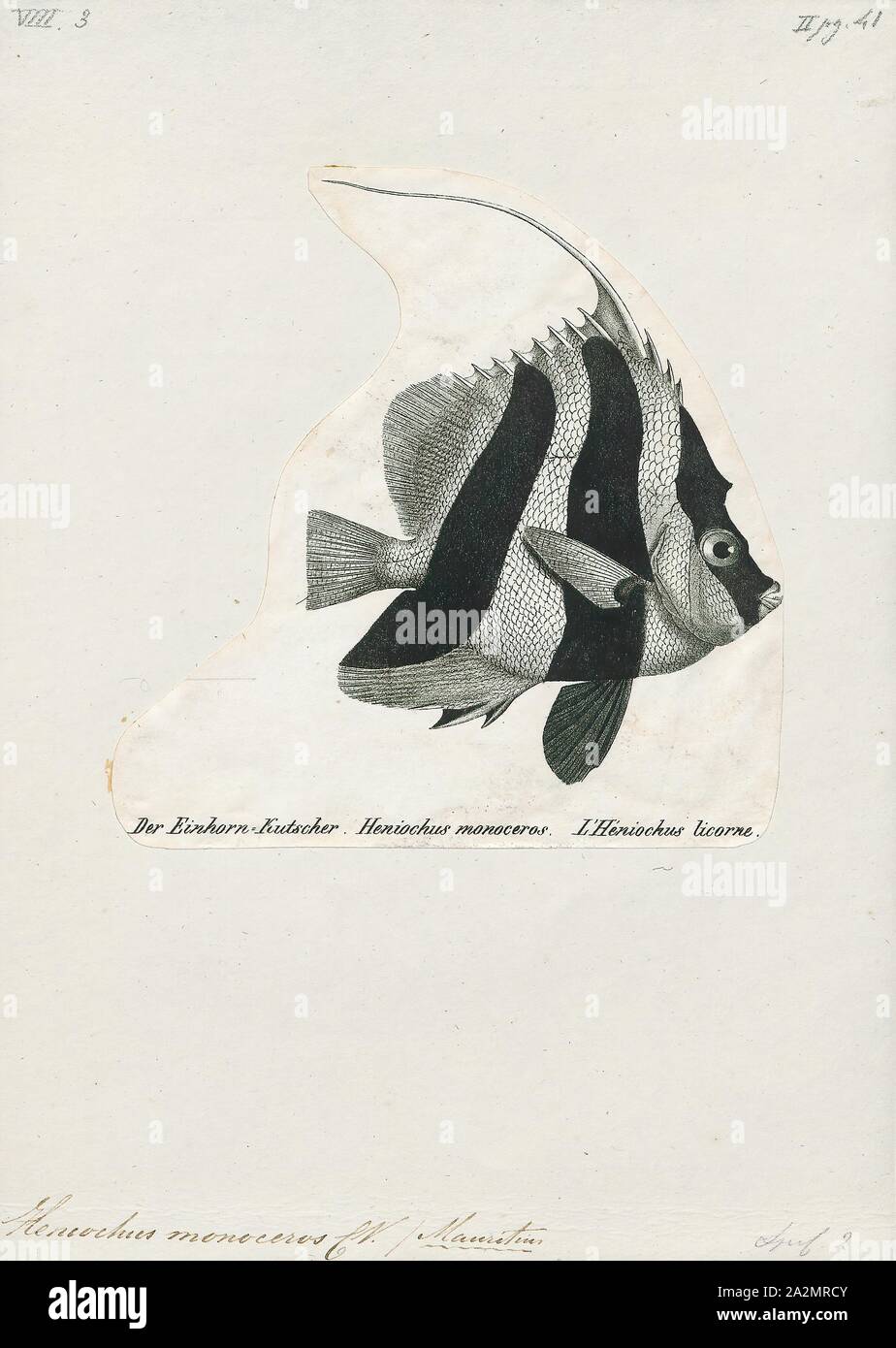 Heniochus Camelopardalis, Drucken, Heniochus camelopardalis, der maskierte Wimpelfische, ist ein meeresfisch aus der Familie Chaetodontidae, Eingeborener aus dem Indopazifik., 1700-1880 Stockfoto