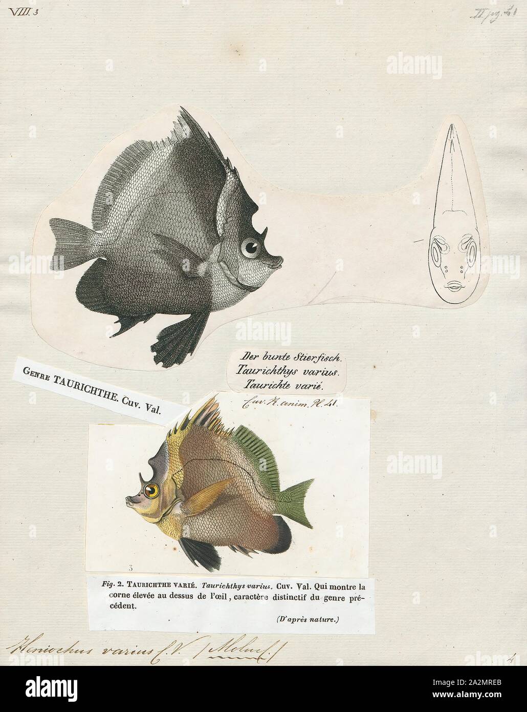 Heniochus Varius, Drucken, Heniochus Varius, die gehörnten Wimpelfische, ist ein meeresfisch aus der Familie Chaetodontidae, native von zentraler Indopazifik., 1700-1880 Stockfoto