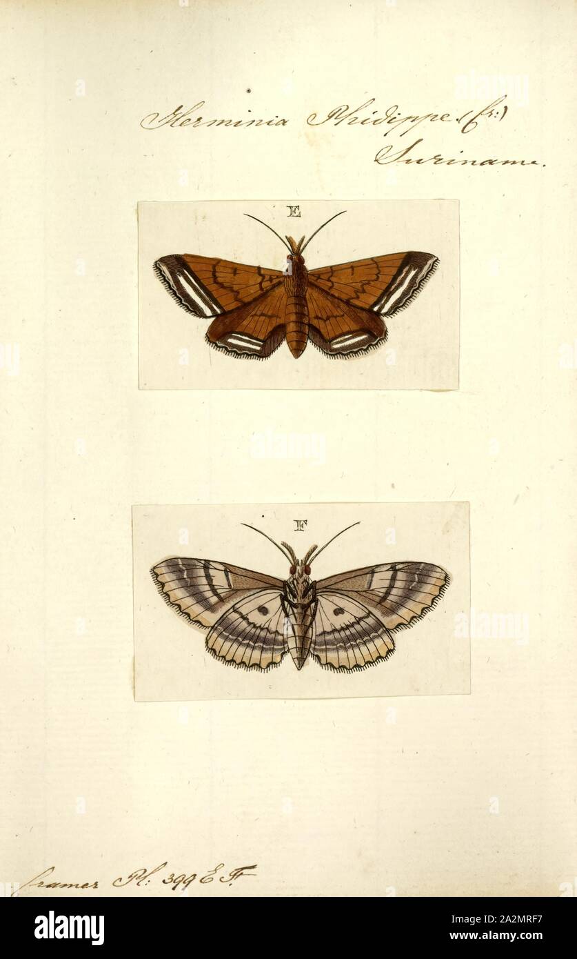 Herminia, Drucken, Herminia ist eine Gattung der Wurf Motten der Familie Erebidae. Es war, als ein Synonym für Polypogon für einige Zeit behandelt Stockfoto