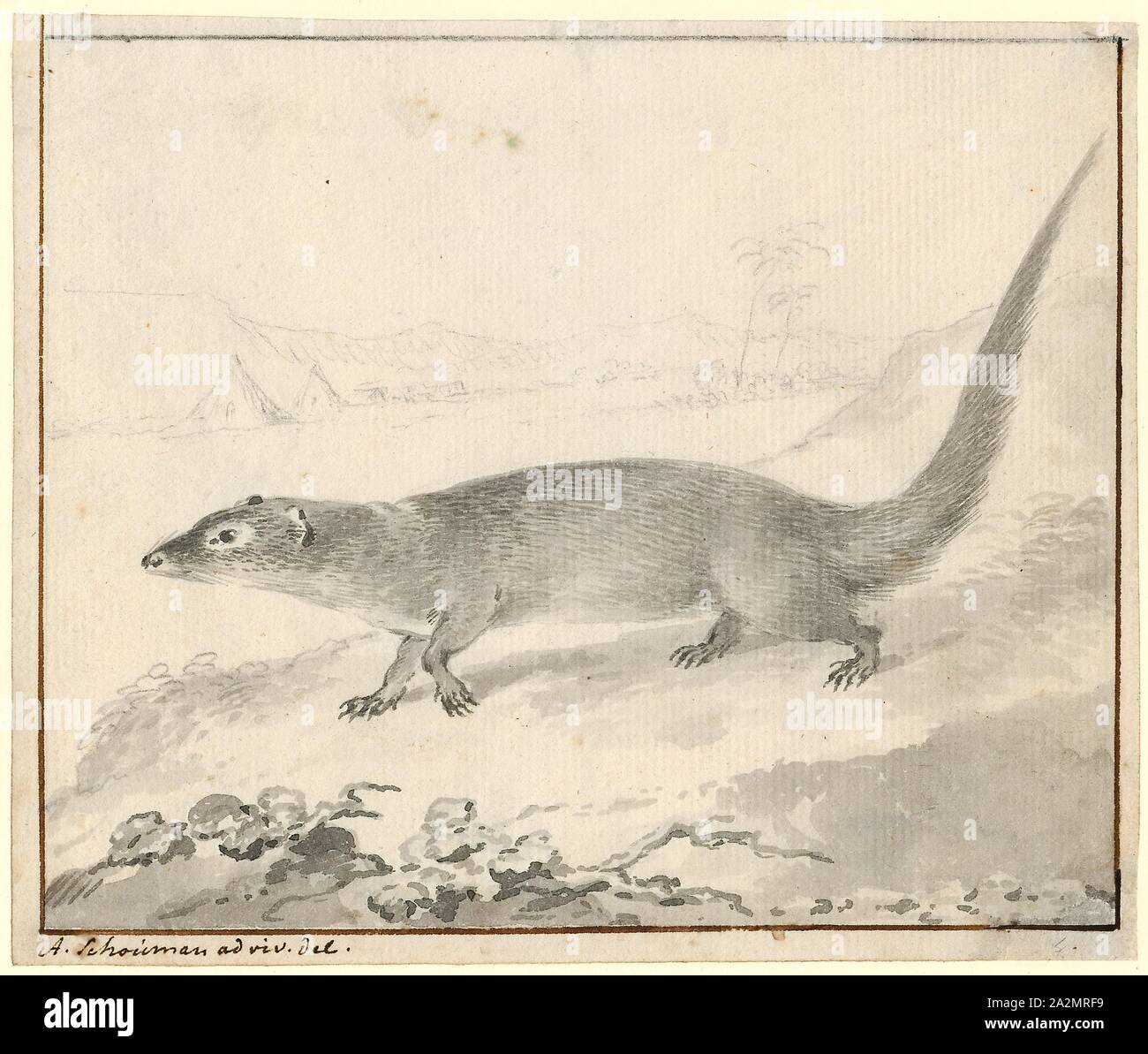 Herpestes, Drucken, Herpestes ist eine Gattung der Familie der Mungo