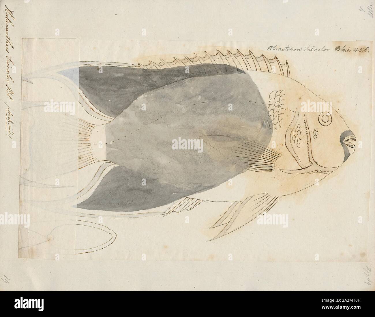 Holacanthus tricolor, Ausdrucken, die rock Schönheit (Holacanthus tricolor) ist eine Pflanzenart aus der Familie der Kaiserfische Pomacanthidae. Weitere Namen gehören Mais, Zucker, coshubba, Rock beasty, catalineta und gelb Nanny., 1700-1880 Stockfoto