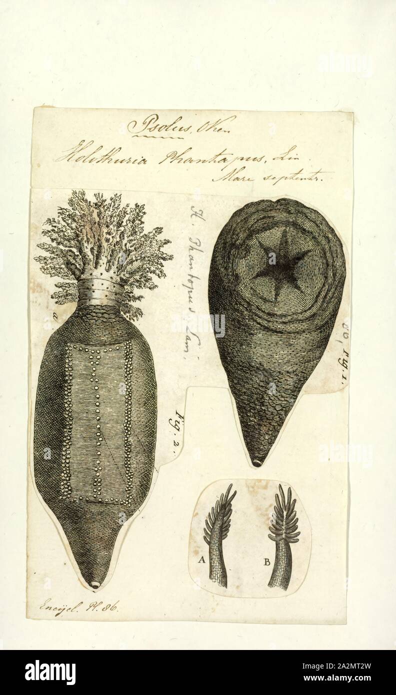 Gliederlose wirbellose Fotos und Bildmaterial in hoher Auflösung Alamy