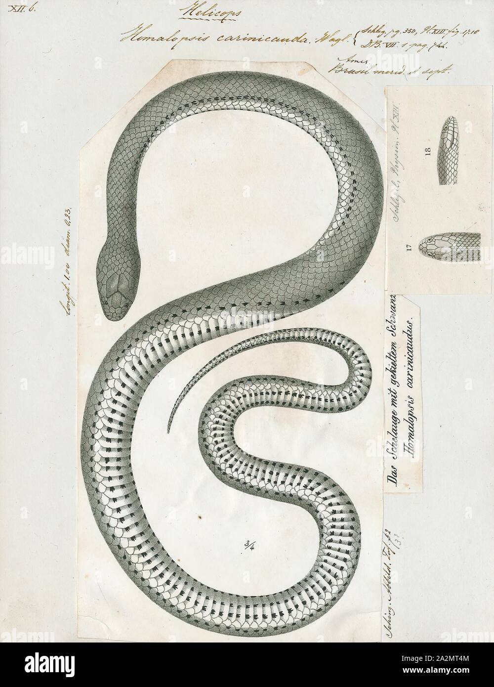 Homalopsis carinicauda, Drucken, Homalopsis ist eine Gattung der Schlangen der Familie Homalopsidae. Die Gattung ist nach Südostasien beschränkt und umfasst fünf derzeit anerkannten Arten. Wie alle Mitglieder der Familie Homalopsidae, Homalopsis sind hinten-fanged und schwach giftig, obwohl als unschädlich für Menschen., 1700-1880 Stockfoto