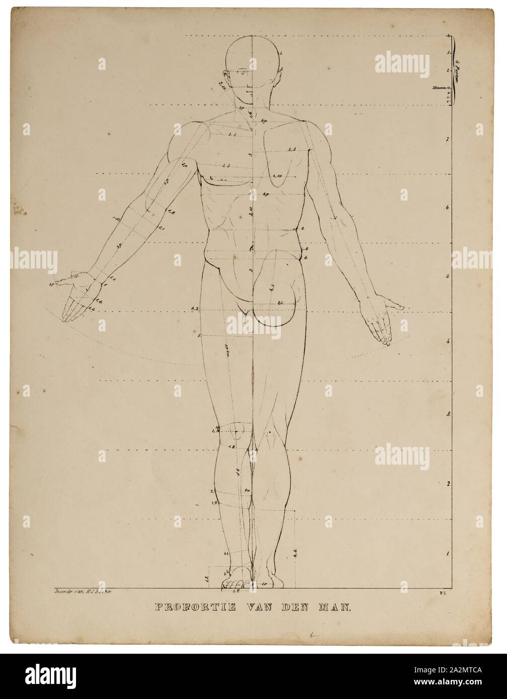 Homo sapiens, Drucken, Homo sapiens ist die einzige ihrer Art menschlichen Spezies. Der Name ist Lateinisch für "weiser Mann" und wurde im Jahre 1758 von Carl Linnaeus (Wer ist selbst der lectotype Für die Arten), Anteil der männlichen Stockfoto