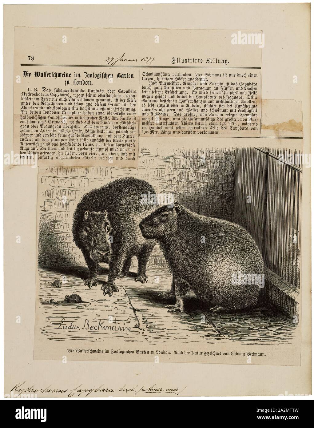 Wasserschwein Hydrochoerus, Drucken, das CAPYBARA (Hydrochoerus hydrochaeris) ist ein Säugetier aus Südamerika. Es ist das größte lebende Nagetier der Welt. Auch als chigüire, chigüiro (in Kolumbien und Venezuela) und carpincho, es ist Mitglied der Gattung Hydrochoerus, von denen die nur weitere Mitglied ist das geringere Capybara (Hydrochoerus isthmius). Seine engen Verwandten gehören Meerschweinchen und rock Meerschweinchen, und es ist mehr entfernt mit den Agouti, Chinchilla, und die nutrias. Das wasserschwein bewohnt, Savannen und dichte Wälder und lebt in der Nähe von Gewässern. Es ist eine sehr soziale Stockfoto Wasserschwein Hydrochoerus, Drucken, das CAPYBARA (Hydrochoerus hydrochaeris) ist ein Säugetier aus Südamerika. Es ist das größte lebende Nagetier der Welt. Auch als chigüire, chigüiro (in Kolumbien und Venezuela) und carpincho, es ist Mitglied der Gattung Hydrochoerus, von denen die nur weitere Mitglied ist das geringere Capybara (Hydrochoerus isthmius). Seine engen Verwandten gehören Meerschweinchen und rock Meerschweinchen, und es ist mehr entfernt mit den Agouti, Chinchilla, und die nutrias. Das wasserschwein bewohnt, Savannen und dichte Wälder und lebt in der Nähe von Gewässern. Es ist eine sehr soziale Stockfoto