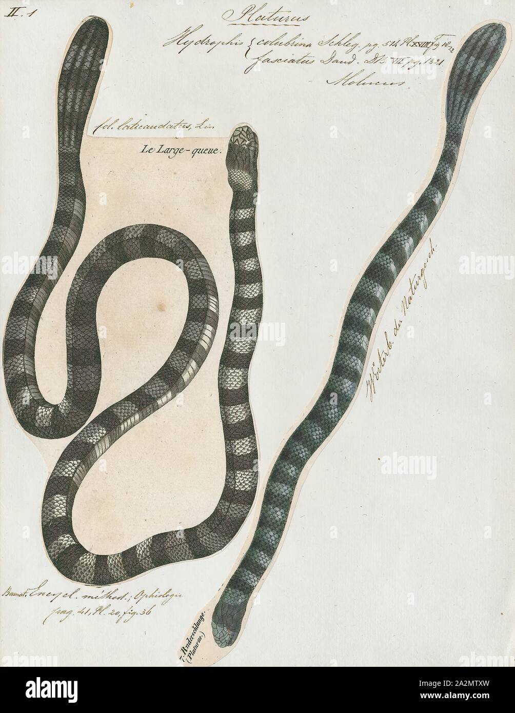 Hydrophis colubrina, Drucken, Hydrophis ist eine Gattung der Seeschlangen. Sie sind in der Regel in Indo-Australian und Südostasiatischen Gewässern gefunden., 1700-1880 Stockfoto