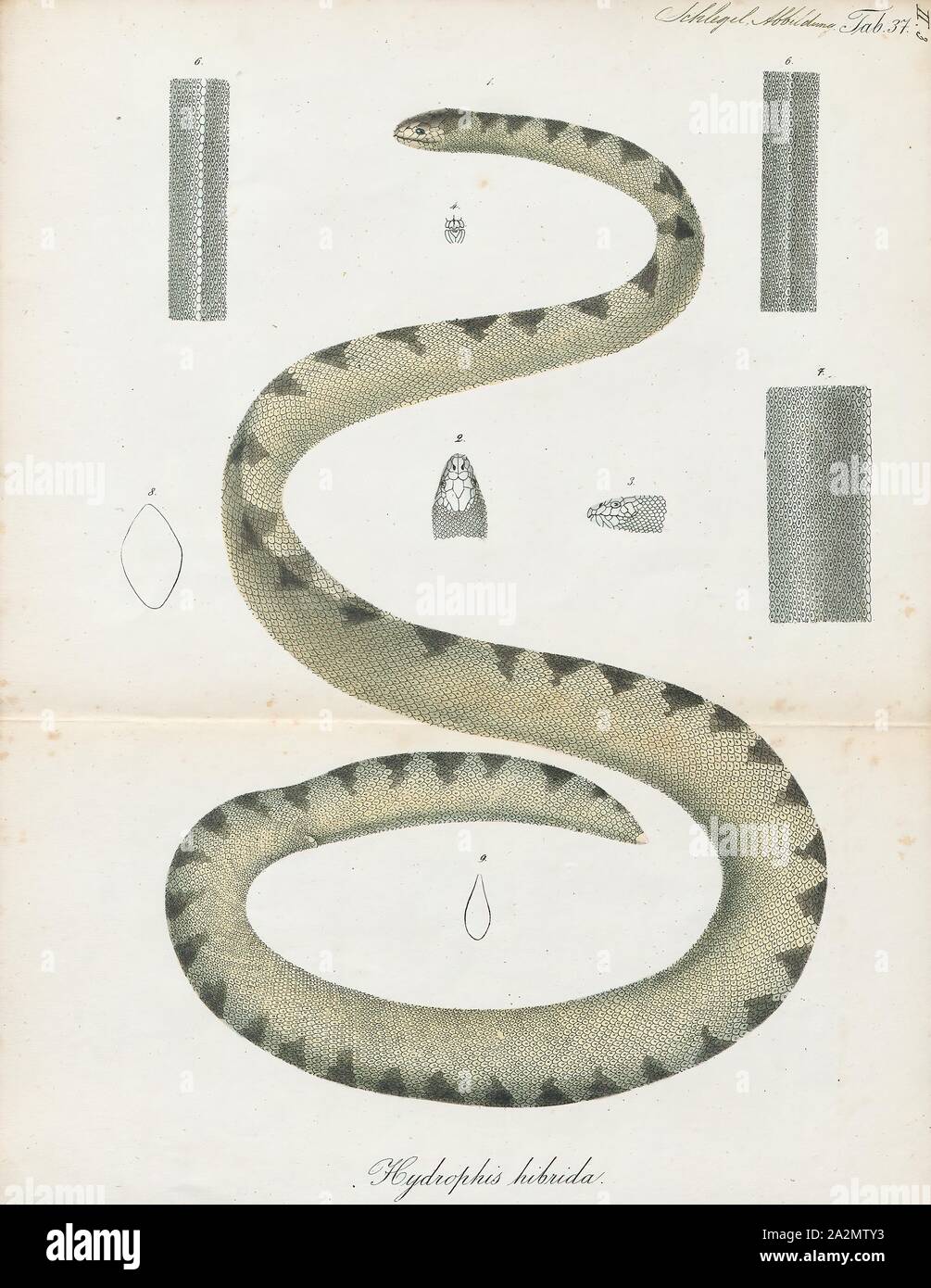 Hydrophis hybrida, Drucken, Hydrophis ist eine Gattung der Seeschlangen. Sie sind in der Regel in Indo-Australian und Südostasiatischen Gewässern gefunden., 1700-1880 Stockfoto