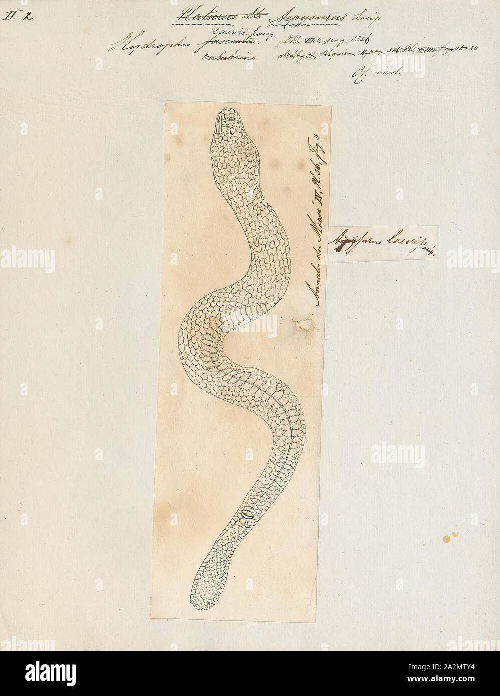 Hydrophis laevis, Drucken, Hydrophis ist eine Gattung der Seeschlangen. Sie sind in der Regel in Indo-Australian und Südostasiatischen Gewässern gefunden., 1700-1880 Stockfoto