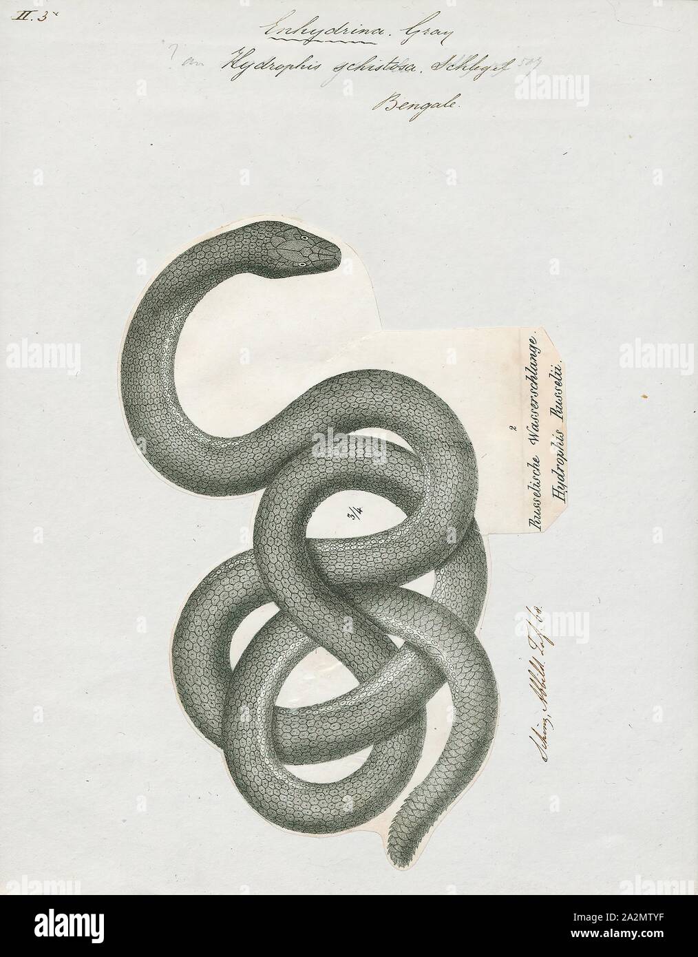 Hydrophis schistosa, Drucken, Hydrophis ist eine Gattung der Seeschlangen. Sie sind in der Regel in Indo-Australian und Südostasiatischen Gewässern gefunden., 1700-1880 Stockfoto