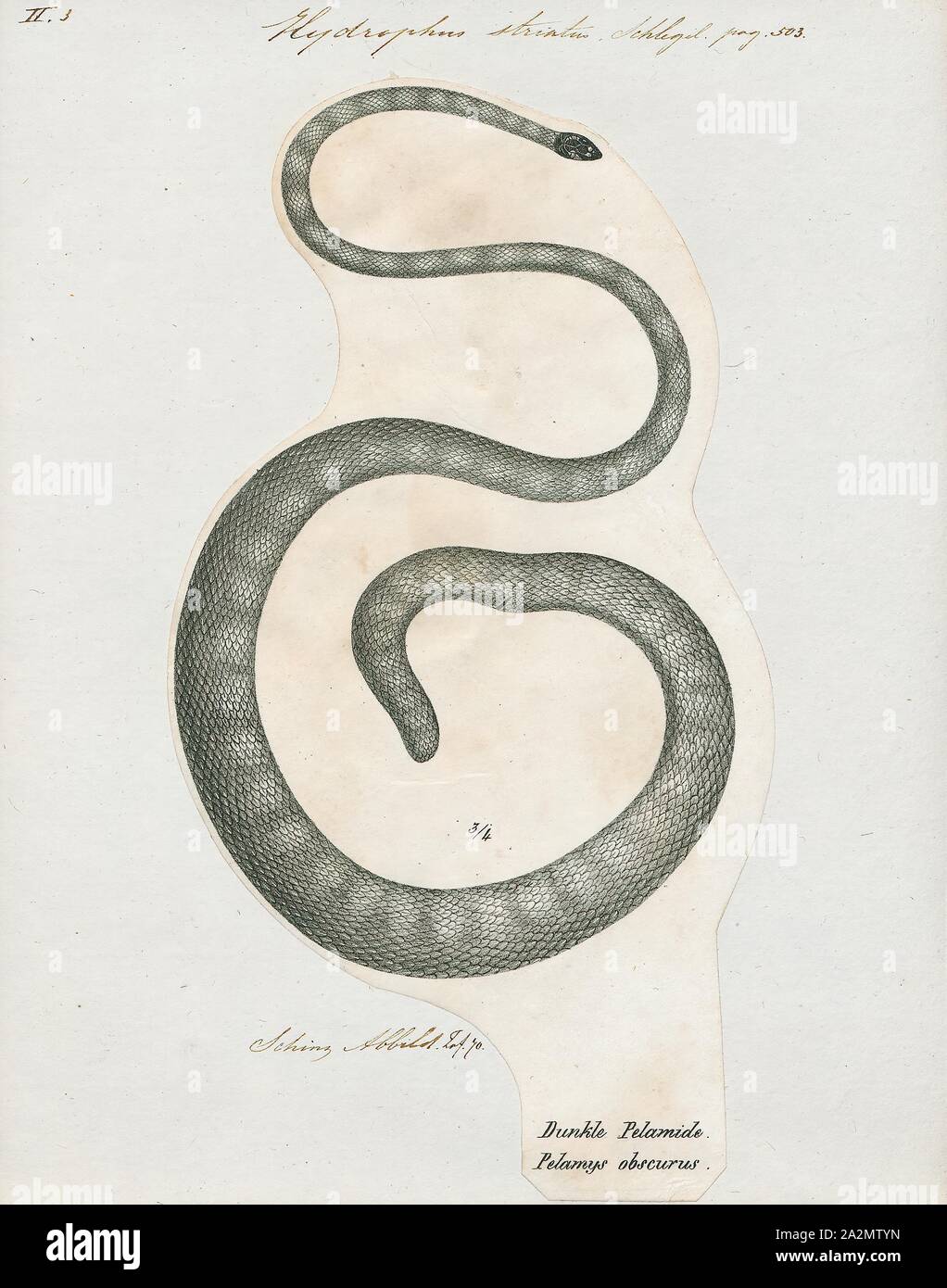 Hydrophis striatus, Drucken, Hydrophis ist eine Gattung der Seeschlangen. Sie sind in der Regel in Indo-Australian und Südostasiatischen Gewässern gefunden., 1700-1880 Stockfoto