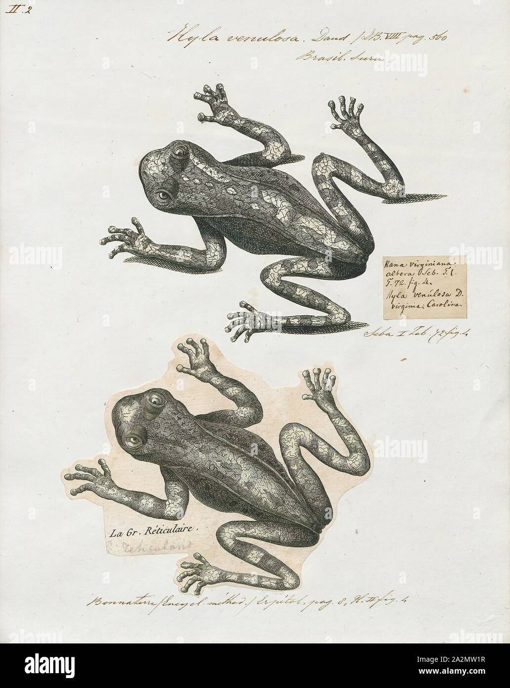 Hyla venulosa, Drucken, Hyla ist eine Gattung der Frösche in der