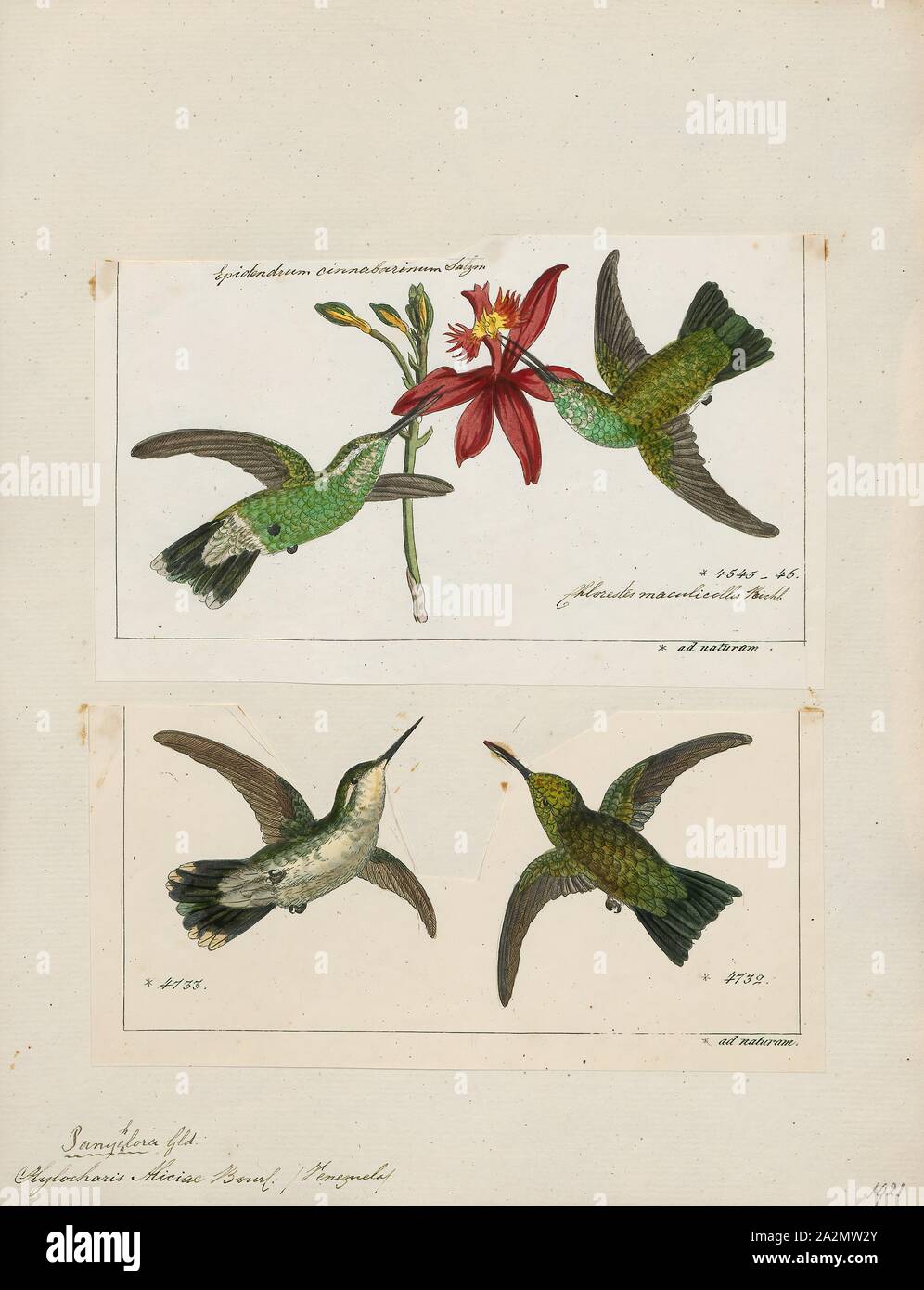 Alicie Hylocharis, Drucken, Hylocharis ist eine Gattung von Hummingbird, in der Familie der., 1700-1880 Stockfoto