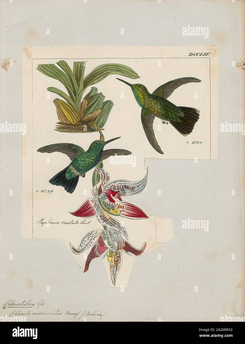 Hylocharis aureiventris, Drucken, Hylocharis ist eine Gattung von Hummingbird, in der Familie der., 1820-1860 Stockfoto