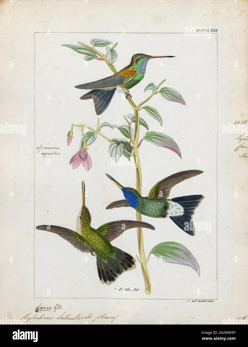Latirostris Hylocharis, Drucken, Hylocharis ist eine Gattung von Hummingbird, in der Familie der., 1820-1860 Stockfoto