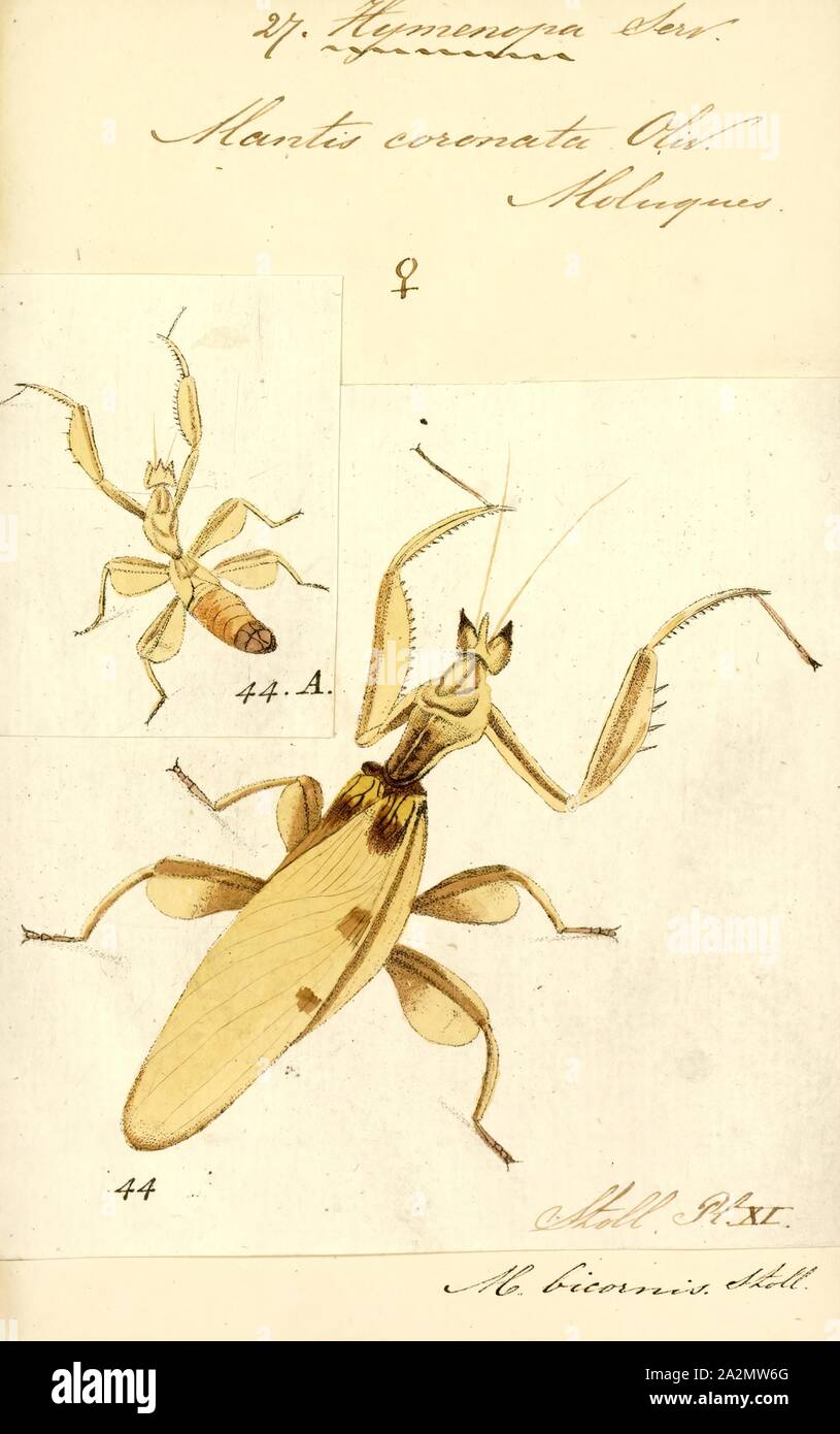 Hymenopus, Drucken, Hymenopus ist eine Gattung der Blume aus der Familie der gottesanbeterinnen Hymenopodidae. Diese Gattung ist weit verbreitet in den tropischen Wäldern in Ostasien Stockfoto