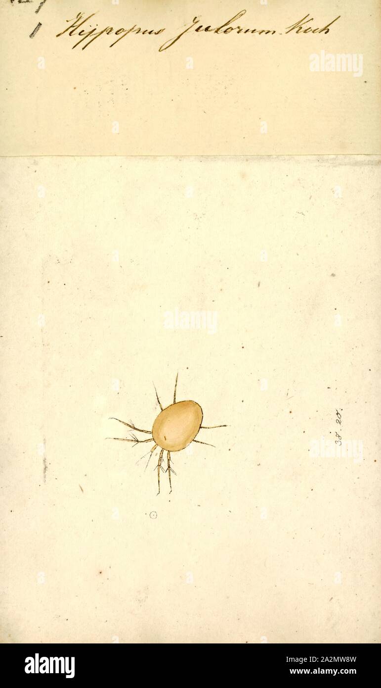 Hypopus, Ausdrucken, die acari sind ein Taxon der Spinnentiere, die Milben und Zecken. Die Vielfalt der Acari ist außergewöhnlich und ihren fossilen Geschichte geht zurück bis mindestens Anfang der Devonzeit. Acarologists (Menschen, die die Acari Studie) vorgeschlagen haben, einen komplexen Satz der taxonomischen Ränge Milben zu klassifizieren. In den meisten modernen Behandlungen, die acari werden als eine Unterklasse der Spinnen und bestehen aus zwei oder drei superorders oder Bestellungen: Acariformes (oder Actinotrichida), (oder Anactinotrichida Parasitiformes) und Opilioacariformes; letztere wird häufig als eine Untergruppe innerhalb der Stockfoto