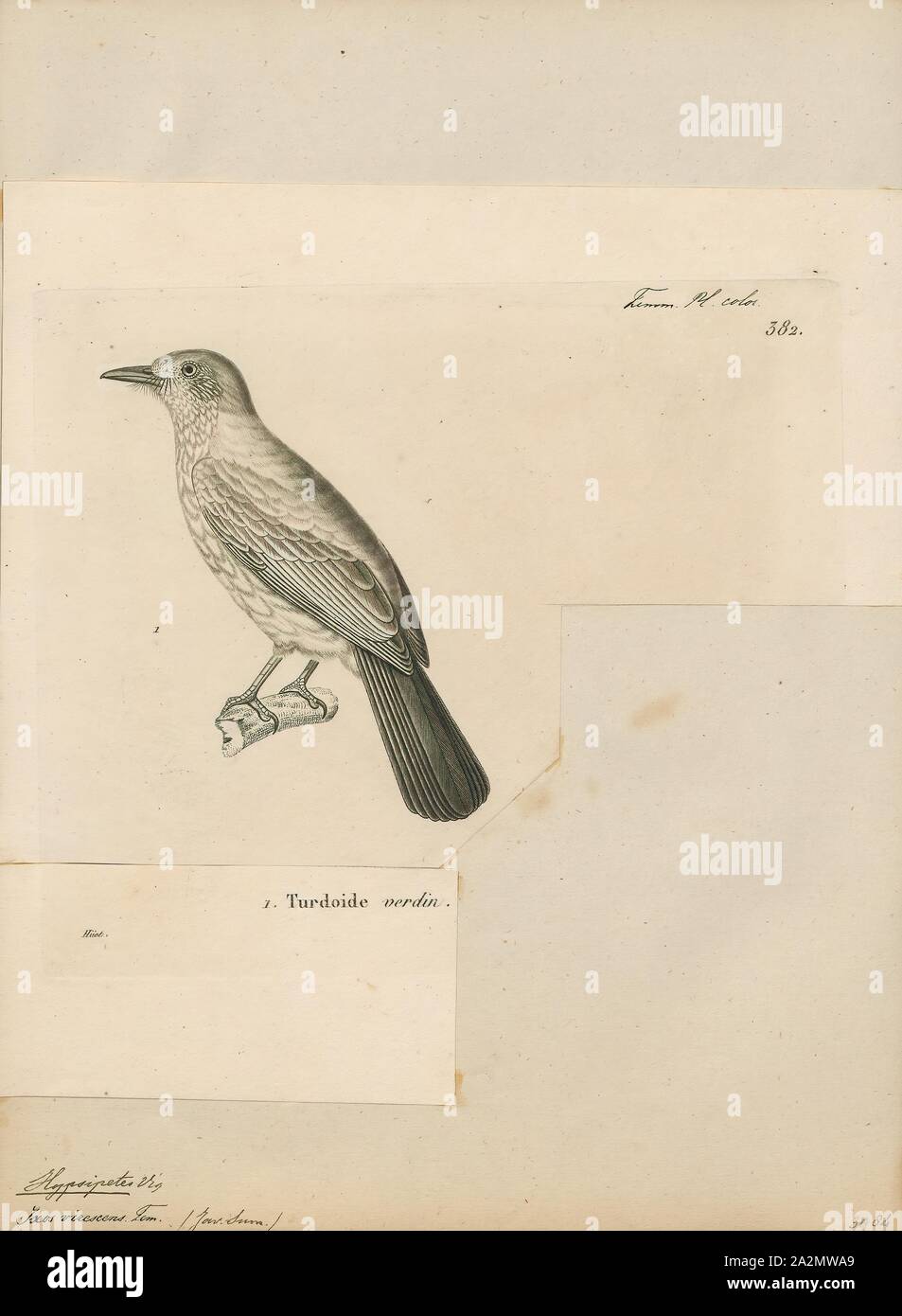 Hypsipetes virescens, Drucken, Hypsipetes ist eine Gattung der bulbuls, Singvögel in der Familie Pycnonotidae. Die meisten Arten kommen in tropischen Wäldern rund um den Indischen Ozean. Aber während die Gattung ist sehr unterschiedlich in den Madagaskar Region am westlichen Ende der Produktpalette nicht dem Afrikanischen Festland erreichen., 1700-1880 Stockfoto