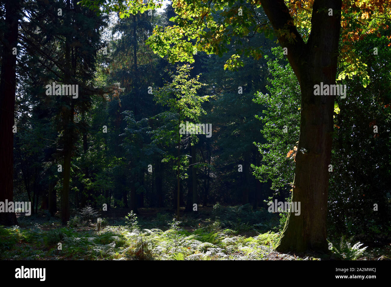 Ein Wald an einem Sommertag. Ein Baum auf der rechten Seite und einem kleinen Baum in der Mitte mit Hintergrundbeleuchtung. Koenigstuhl, Odenwald, Baden-Württemberg, Deutschland. Stockfoto