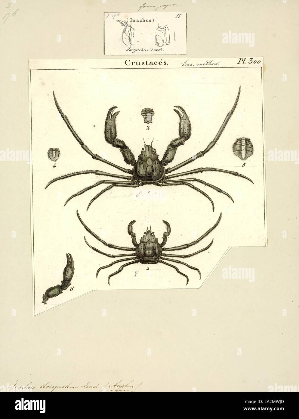 Inachus dorynchus, Drucken, Inachus phalangium, spider Leach's Crab, ist eine Pflanzenart aus der Gattung der Krabben aus der nord-östlichen Atlantik und Mittelmeer. Es ist mit bis zu 20,5 mm (0,81 in.) breit, und ist sehr ähnlich zu anderen Arten in der Gattung Inachus Stockfoto