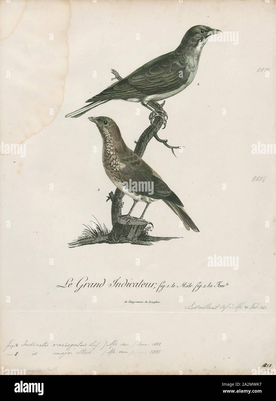 Anzeige variegatus, Ausdrucken, die Schuppigen-throated honeyguide (Indikator variegatus) ist eine Vogelart aus der Familie Indicatoridae., 1796-1808 Stockfoto