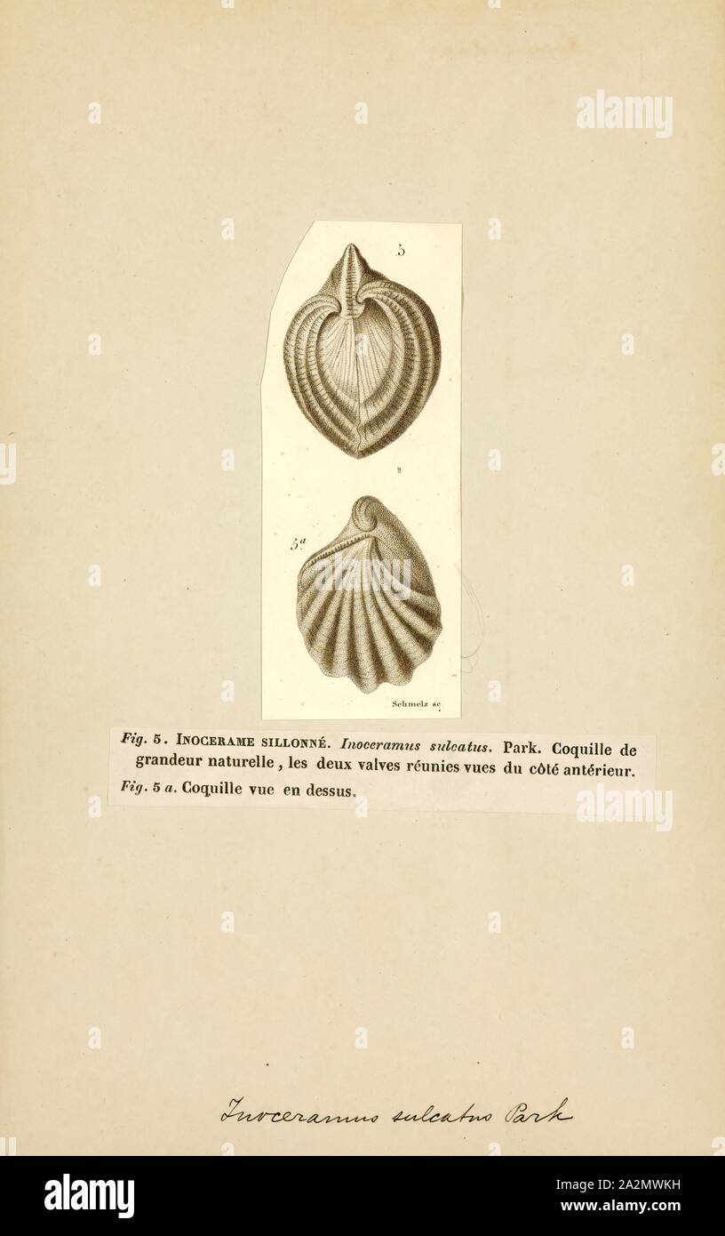 Inoceramus sulcatus, Drucken, Inoceramus ist eine ausgestorbene Gattung der fossilen Marinen pteriomorphian Muscheln, oberflächlich ähnelte der damit verbundenen Pearly winged Austern der extant Gattung Pteria. Sie lebten aus dem frühen Jura zu neuesten Kreidezeit Stockfoto