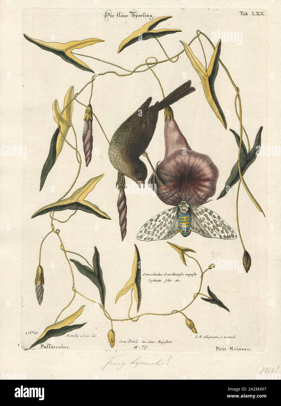 Junco hyemalis, Ausdrucken, die Dark-eyed Junco (Junco Hyemalis) ist eine Pflanzenart aus der Gattung der juncos, eine Gattung der kleinen grauen Amerikanischen Sperlinge. Dieser Vogel ist in allen viel der gemäßigten Nordamerika und im Sommer reicht bis weit in die Arktis. Es ist eine sehr variable Art, ähnlich wie die Fox sparrow (Passerella iliaca), und ihre Systematik sind noch nicht vollständig entwirrt., 1700-1880 Stockfoto
