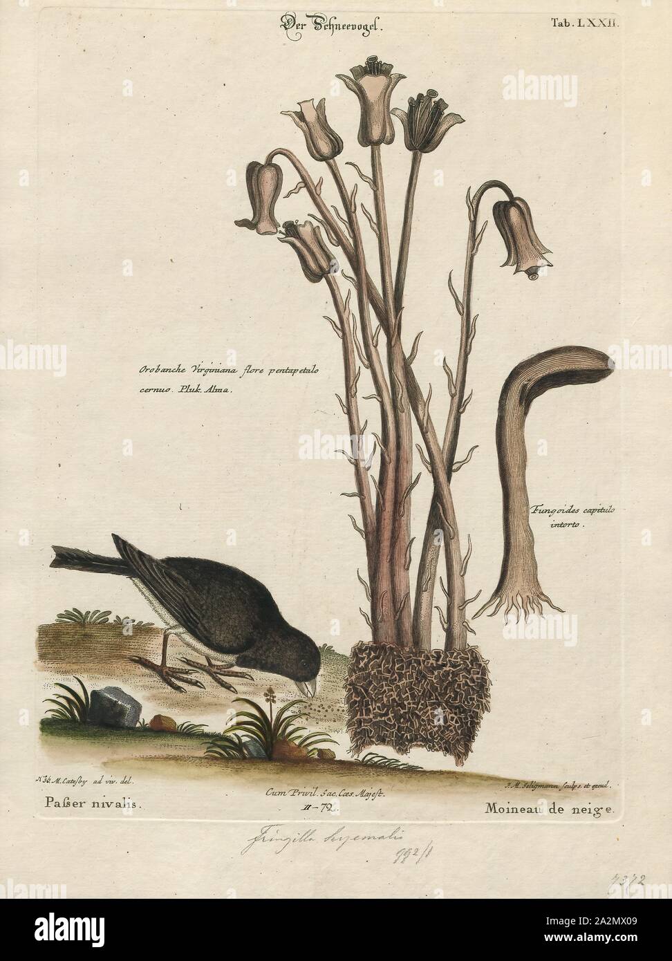 Junco hyemalis, Ausdrucken, die Dark-eyed Junco (Junco Hyemalis) ist eine Pflanzenart aus der Gattung der juncos, eine Gattung der kleinen grauen Amerikanischen Sperlinge. Dieser Vogel ist in allen viel der gemäßigten Nordamerika und im Sommer reicht bis weit in die Arktis. Es ist eine sehr variable Art, ähnlich wie die Fox sparrow (Passerella iliaca), und ihre Systematik sind noch nicht vollständig entwirrt., 1700-1880 Stockfoto