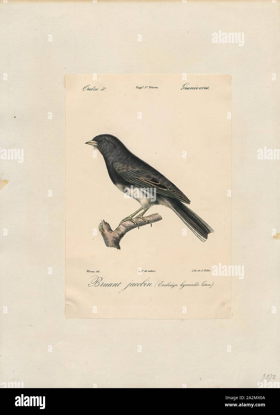 Junco hyemalis, Ausdrucken, die Dark-eyed Junco (Junco Hyemalis) ist eine Pflanzenart aus der Gattung der juncos, eine Gattung der kleinen grauen Amerikanischen Sperlinge. Dieser Vogel ist in allen viel der gemäßigten Nordamerika und im Sommer reicht bis weit in die Arktis. Es ist eine sehr variable Art, ähnlich wie die Fox sparrow (Passerella iliaca), und ihre Systematik sind noch nicht vollständig entwirrt., 1842-1848 Stockfoto