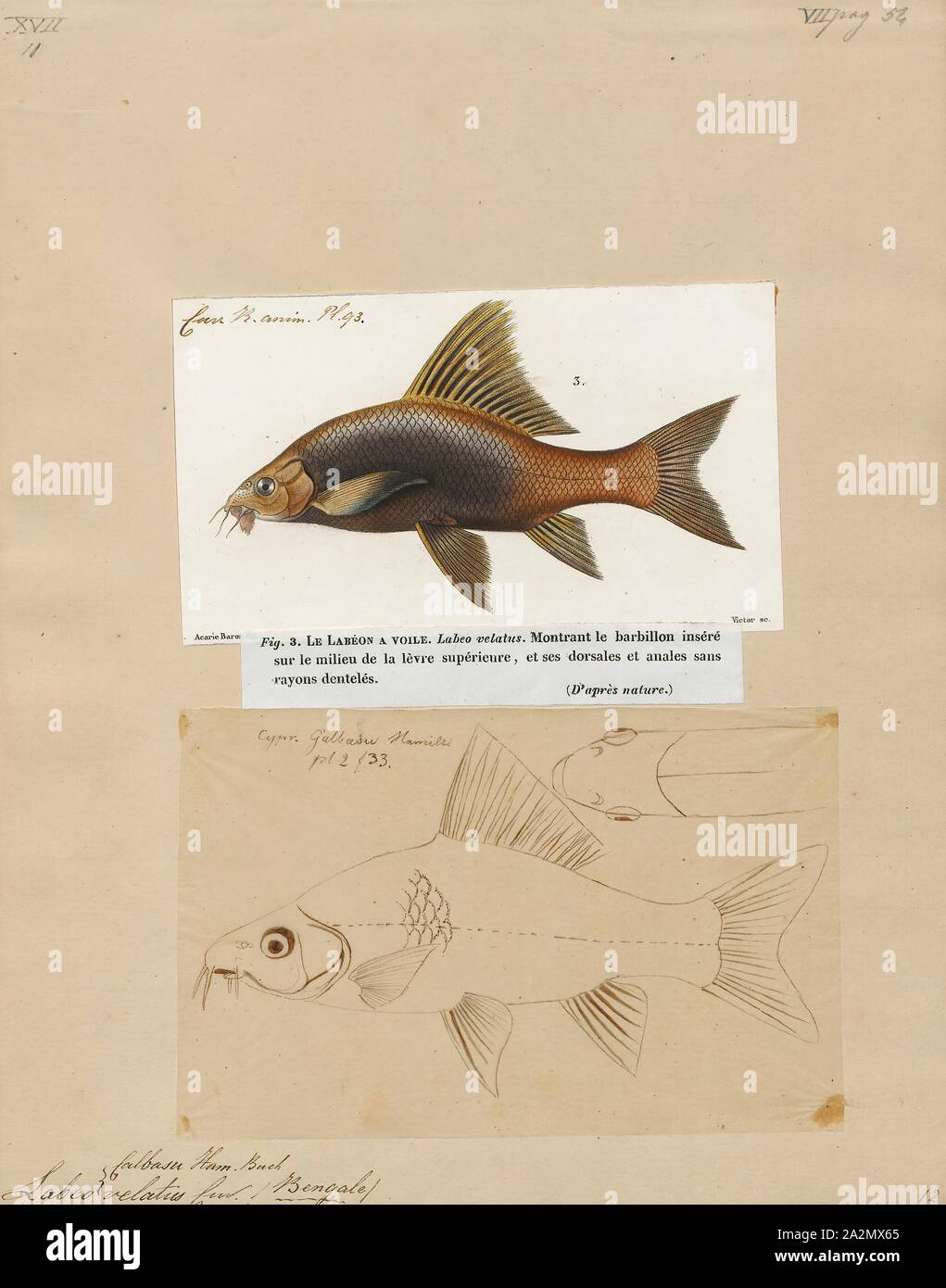 Labeo calbasu, Ausdrucken, die orangefin labeo (Labeo calbasu) ist ein