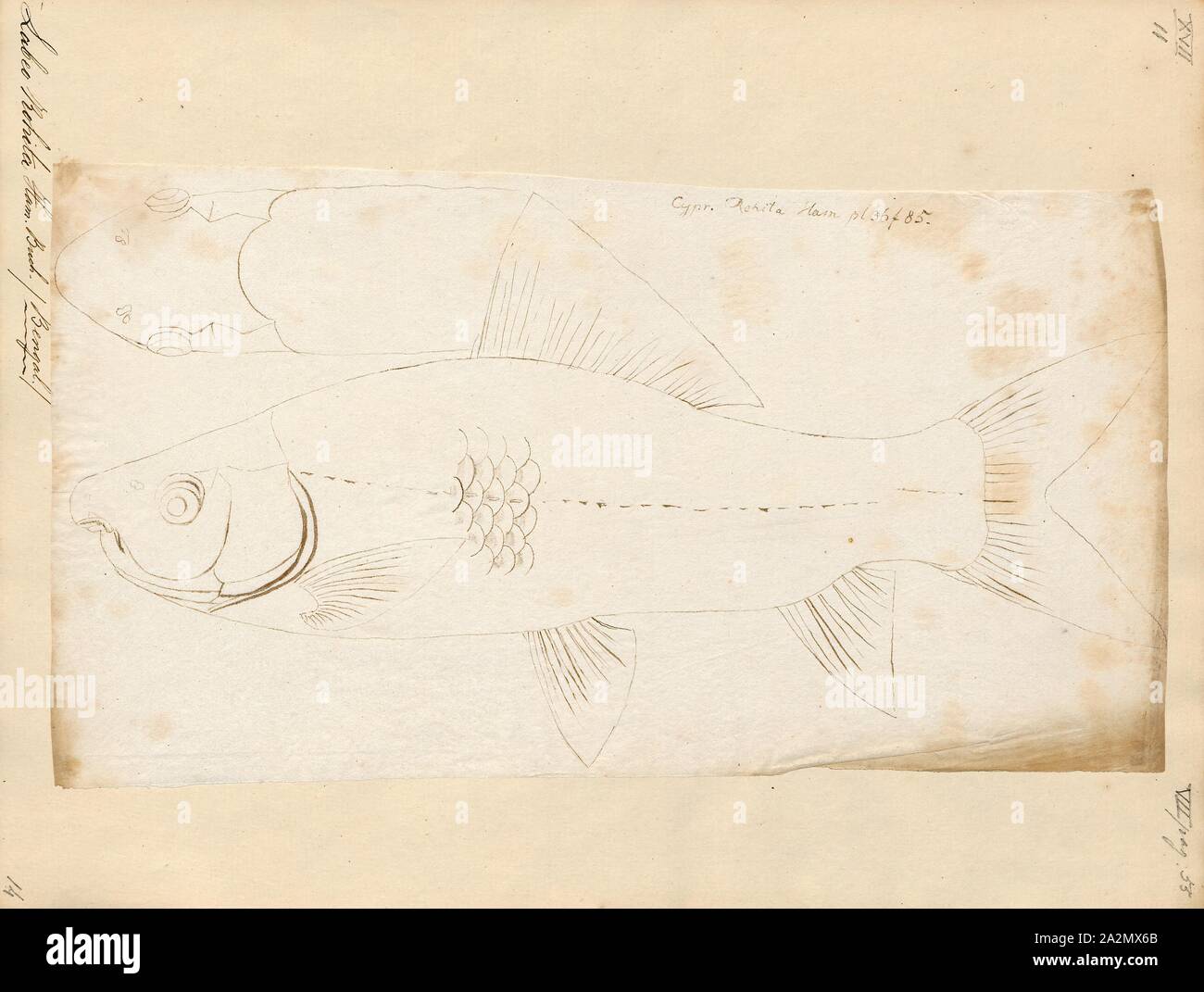 Labeo rohita, Ausdrucken, die rohu, Rui, oder roho labeo (Labeo rohita) ist eine Fischart aus der Familie der Flüsse im südlichen Asien gefunden. Es ist ein großes, Allesfresser und extensiv in der Aquakultur eingesetzt., 1807-1822 Stockfoto