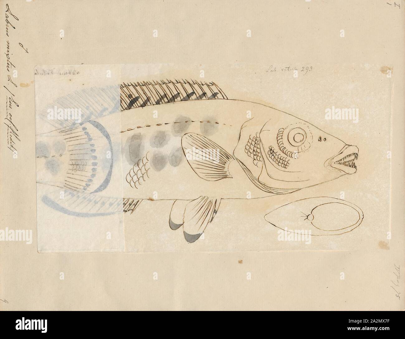 Labrus mixtus, Drucken, der Kuckuck lippfisch (Labrus Mixtus) ist eine Pflanzenart aus der Gattung der lippfisch native auf den östlichen Atlantik von Norwegen nach Senegal, einschließlich der Azoren und Madeira. Es ist auch im Mittelmeer gefunden. Sie können unter den Algen auf felsigen Ufern gefunden in Tiefen von 2 bis 200 m (656.2 ft) 6.6 zu werden, obwohl die in der Regel zwischen 40 und 80 m (130 bis 260 ft). Diese Art ist ein wichtiges Nahrungsmittel Fisch für die lokale Bevölkerung und ist auch sehr beliebt als Spiel Fisch. Es ist auch eine beliebte Fische für die Anzeige in öffentlichen Aquarien., 1700-1880 Stockfoto