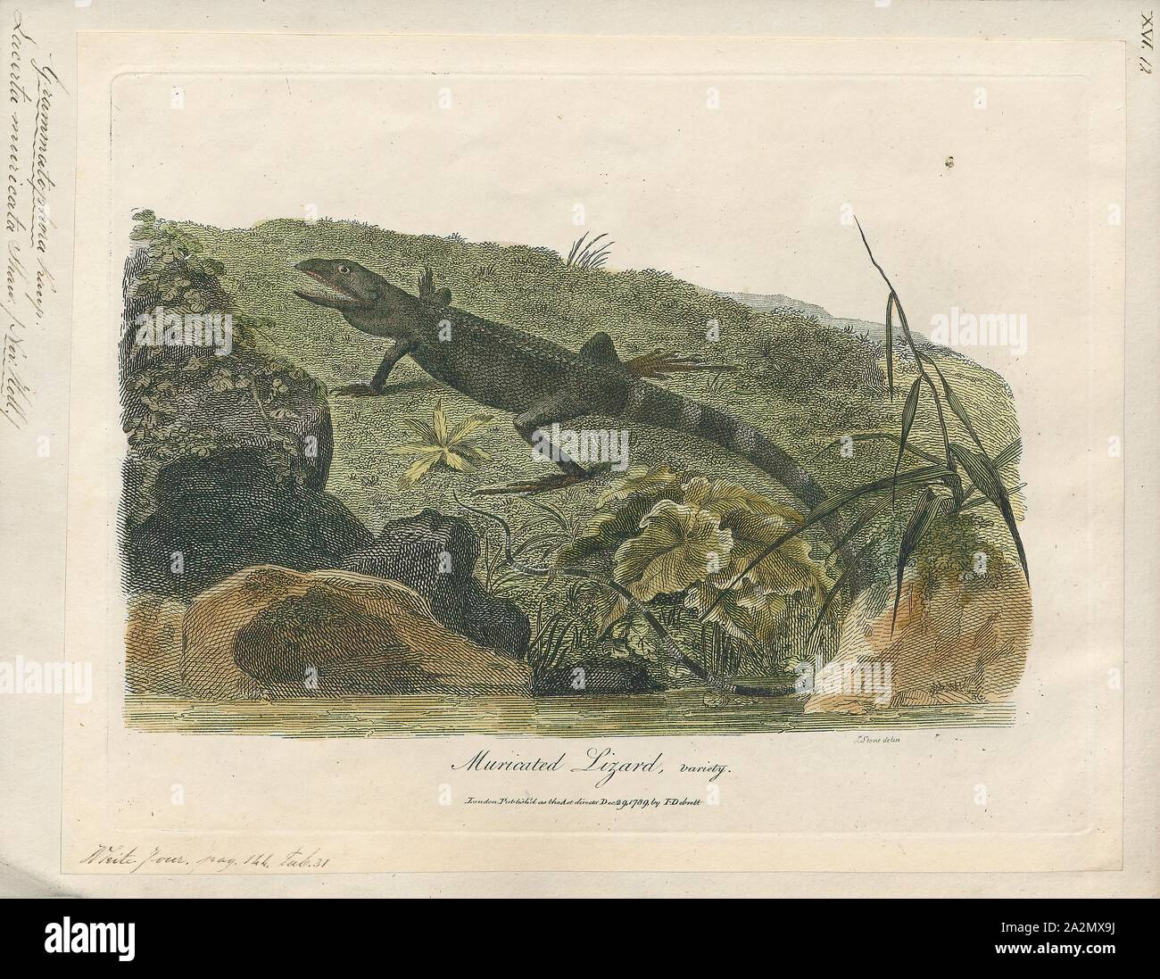 Lacerta muricata, Drucken, 1700-1880 Stockfoto