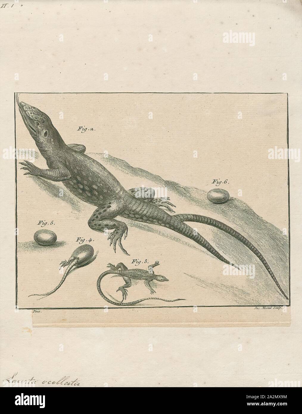 Lacerta ocellata, Drucken, 1700-1880 Stockfoto