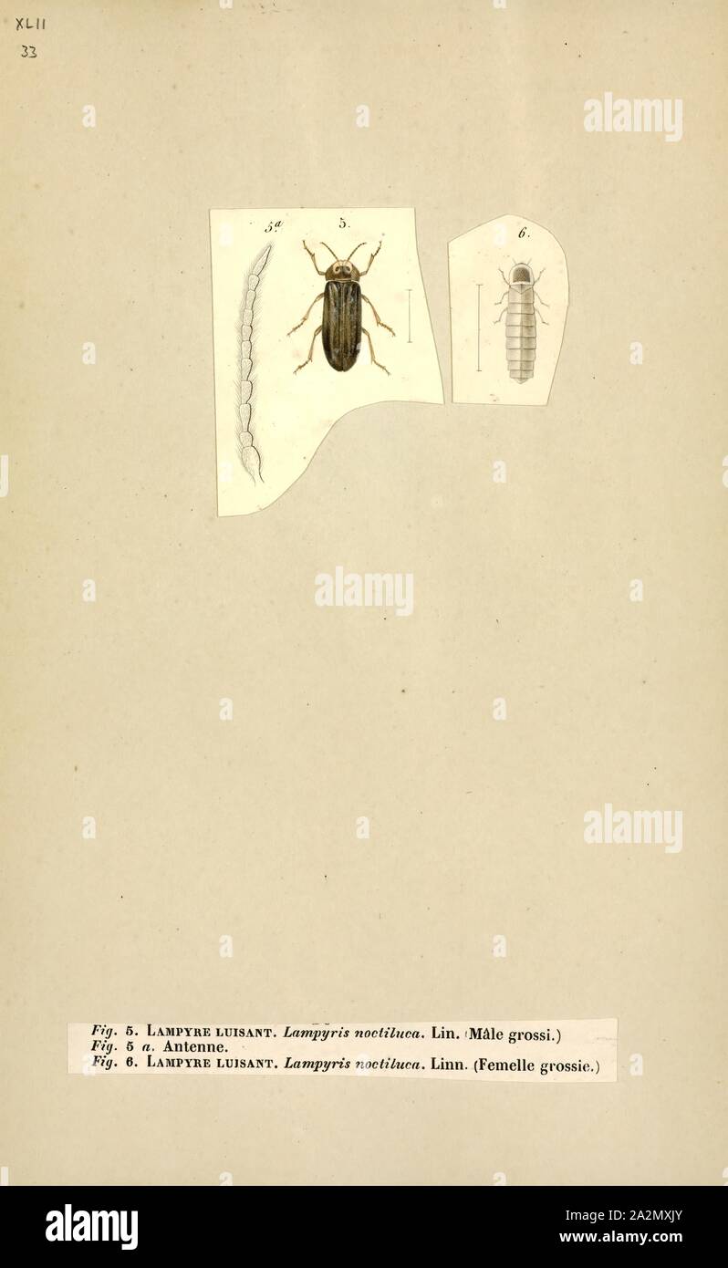 Lampyris, Drucken, Lampyris ist eine Gattung der Käfer aus der Familie der Leuchtkäfer (lampyridae). In den meisten westlichen Eurasien, sie sind die vorherrschenden Glühwürmchen. Sie erzeugen einen kontinuierlichen Glühen; die Larven und larviform Weibchen sind unter den Organismen, gemeinhin als "glühwürmchen Stockfoto