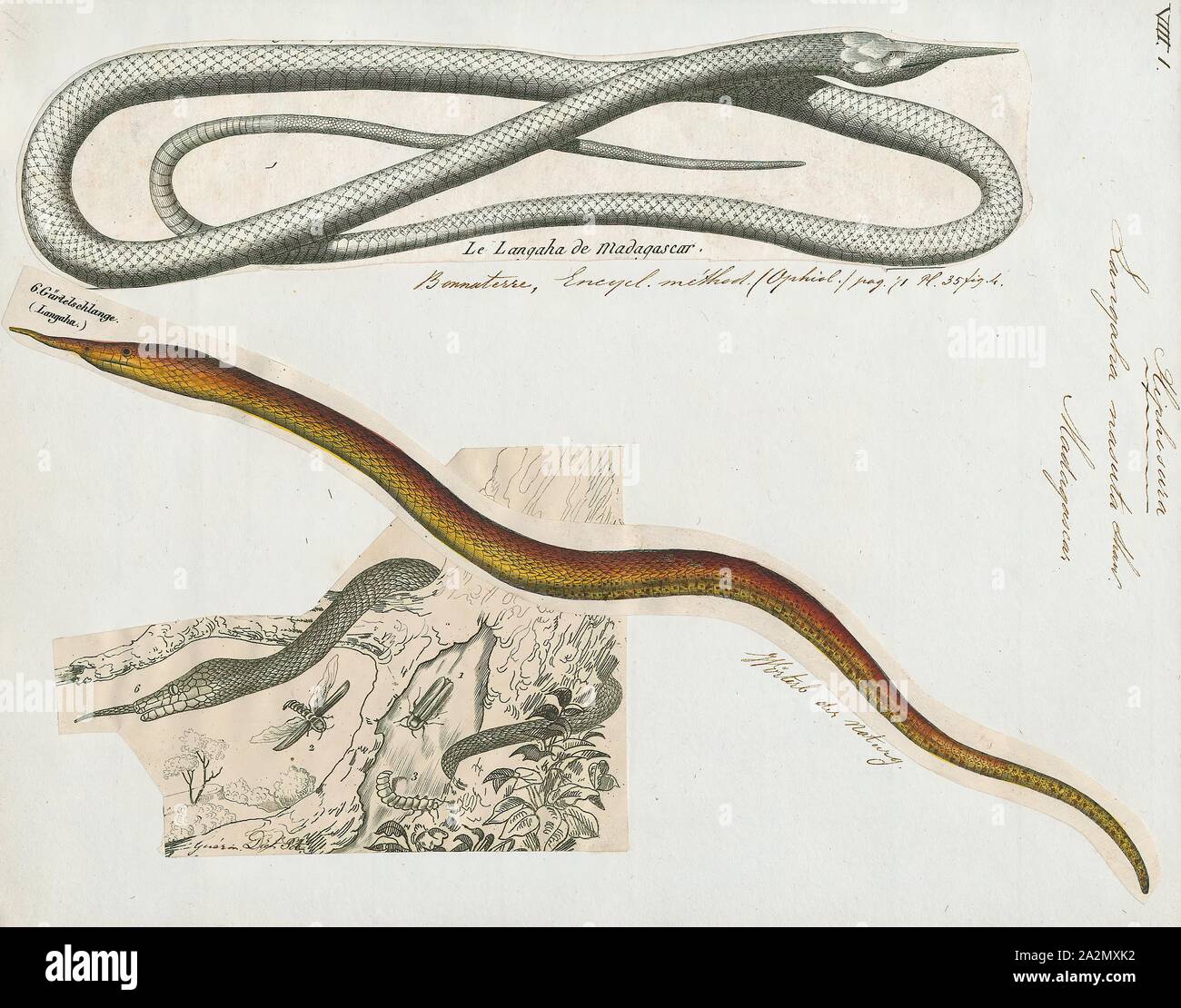 Langaha nasuta, Drucken, Langaha ist eine Gattung der colubrid Snakes in der unterfamilie Pseudoxyrhophiinae. Die Gattung enthält drei Arten, die alle in Madagaskar endemisch sind., 1700-1880 Stockfoto