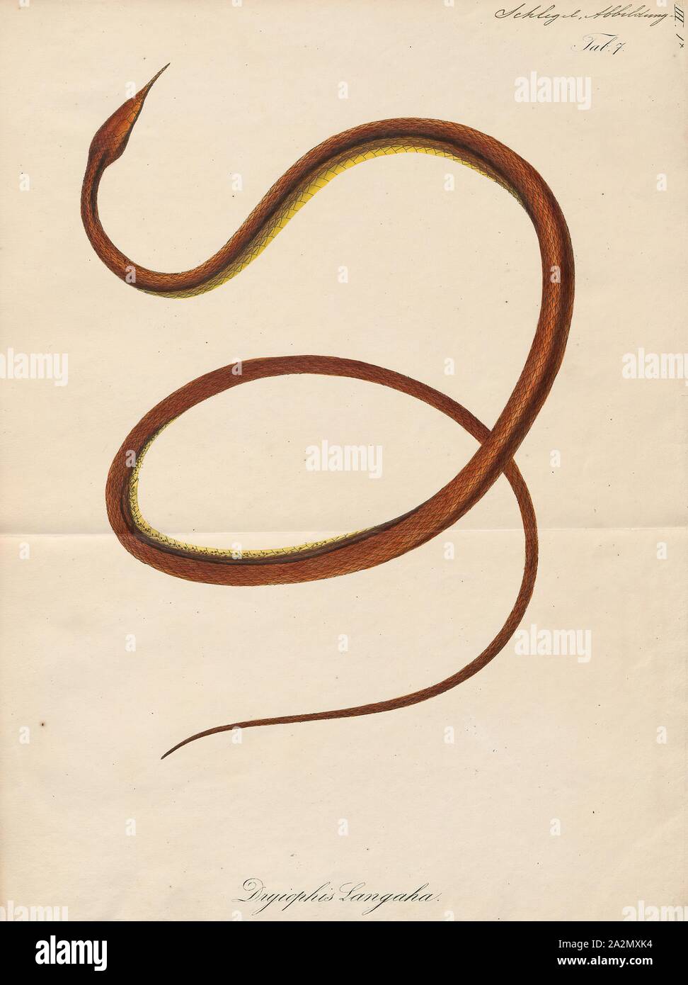 Langaha nasuta, Drucken, Langaha ist eine Gattung der colubrid Snakes in der unterfamilie Pseudoxyrhophiinae. Die Gattung enthält drei Arten, die alle in Madagaskar endemisch sind., 1700-1880 Stockfoto