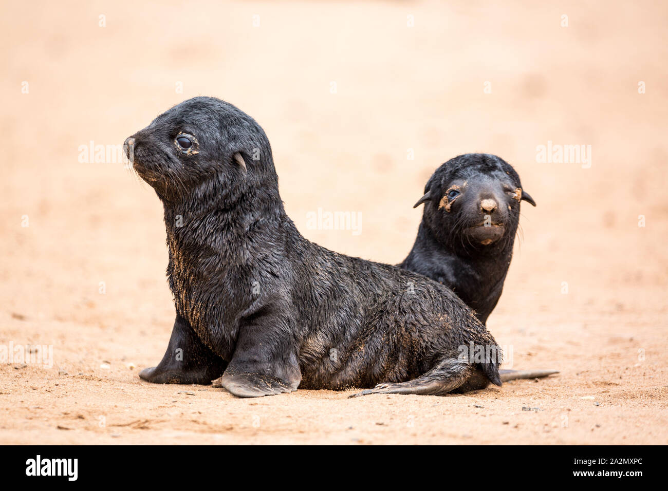 South African fur Seal Babys am Kreuzkap, Namibia, Afrika Stockfoto