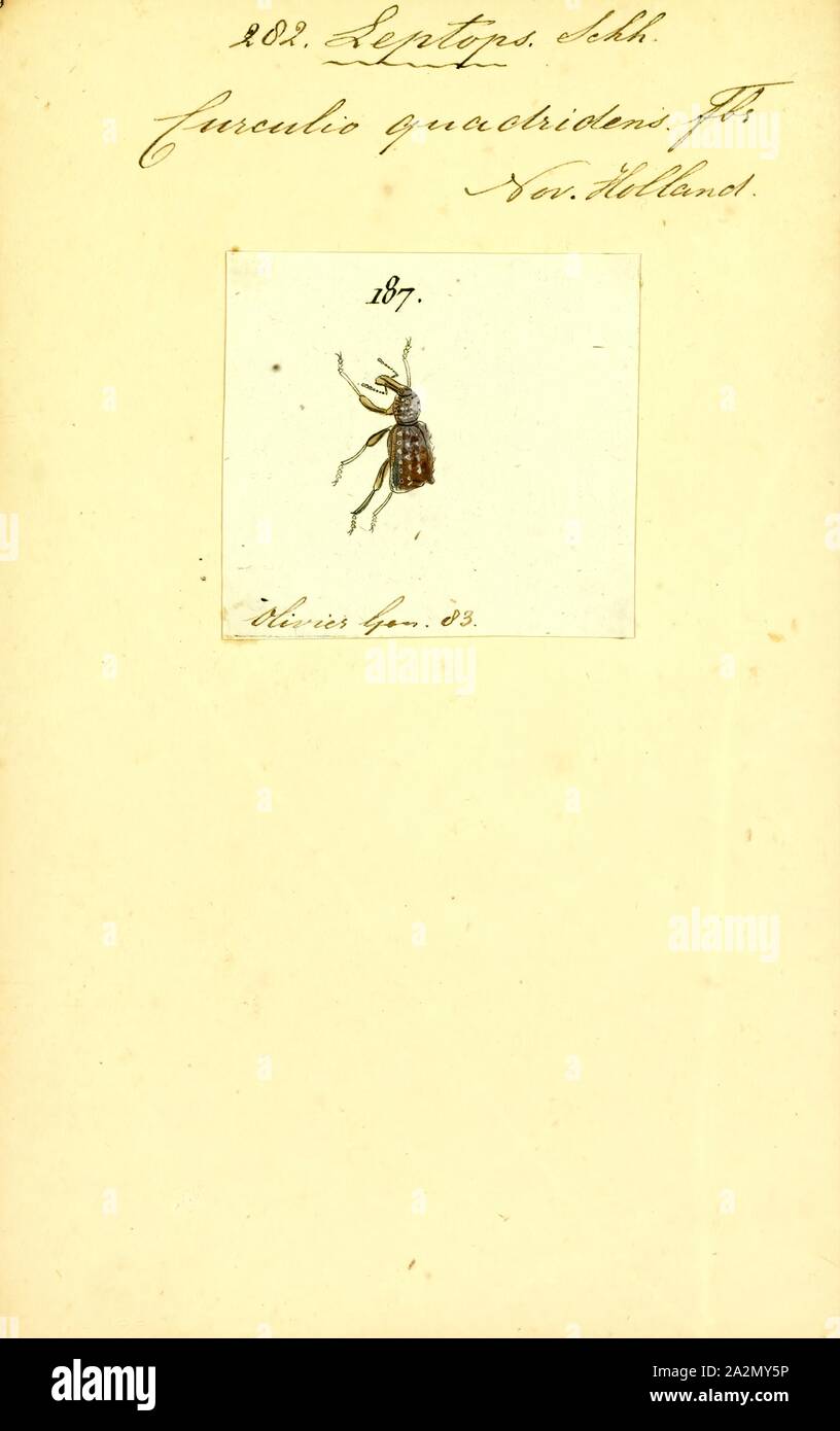 Leptops, Drucken, Leptops ist eine Gattung der Familie der Rüsselkäfer Curculionidae gehörenden Stockfoto
